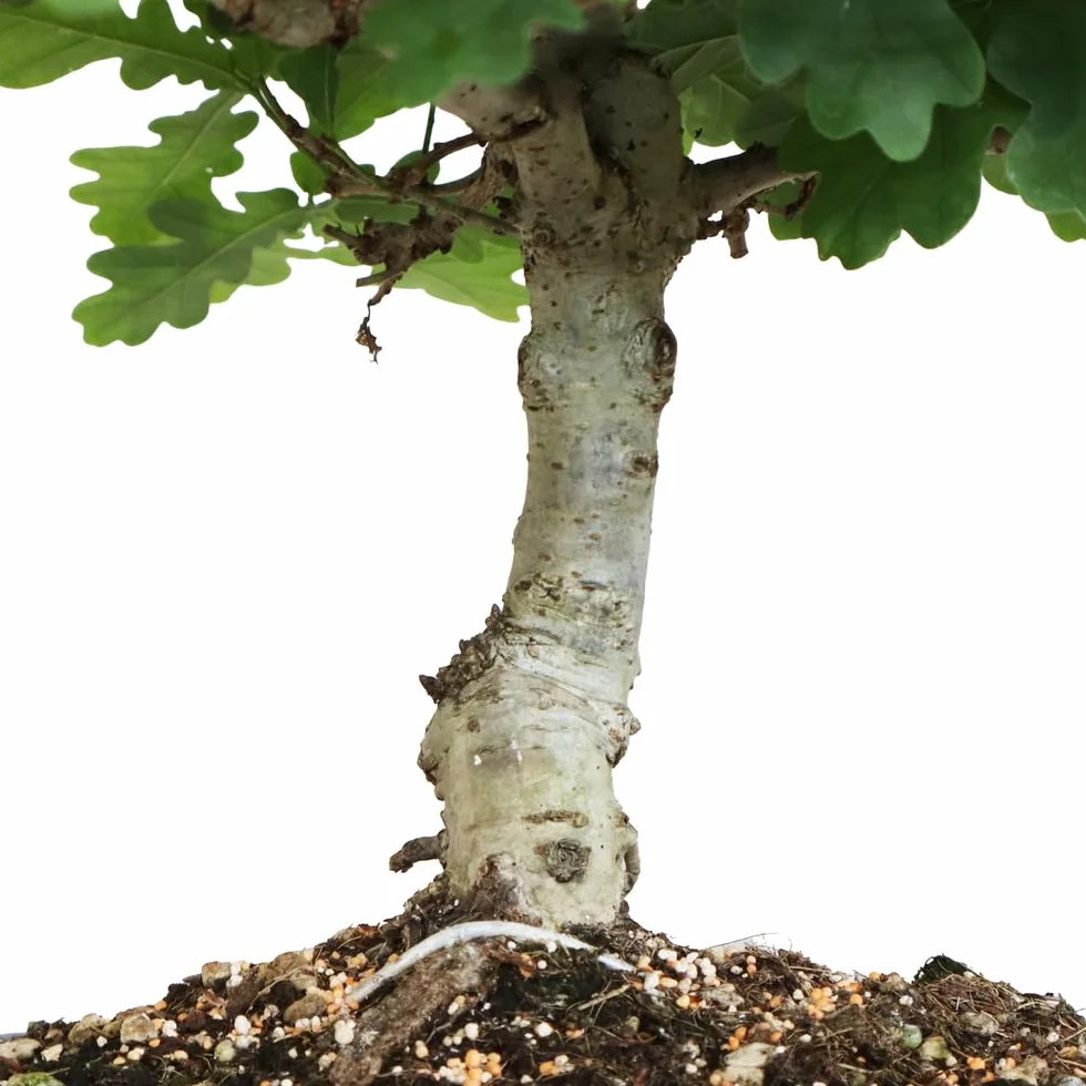 Bonsai Quercus Pubescens Japoński Dąb Puchaty Roślina Zewnętrzna H 40-45 cm Doniczka Ø 26 cm