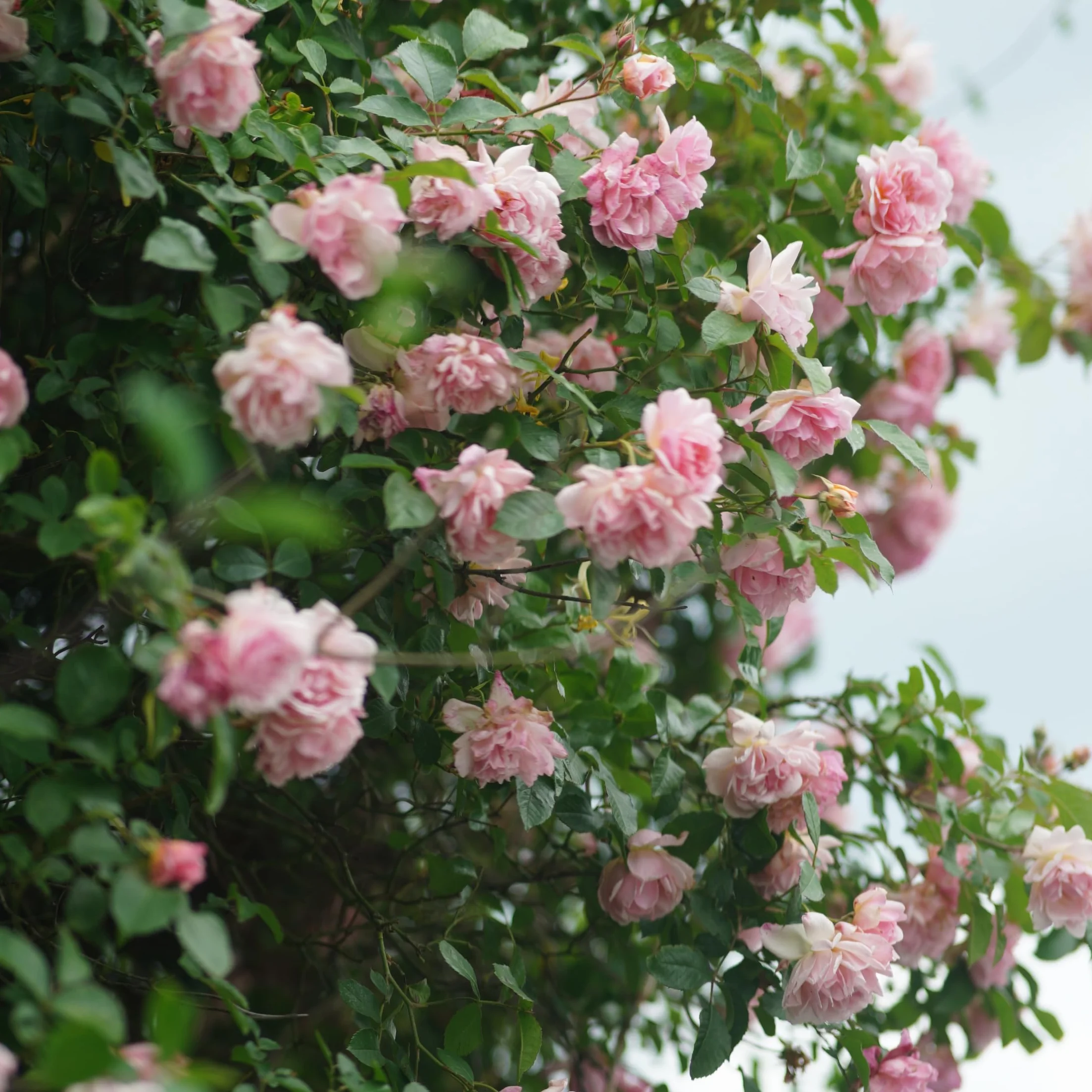 Camellia japonica Bonomiana Roślina zimoodporna Doniczka 15cm Wysokość 50-60cm