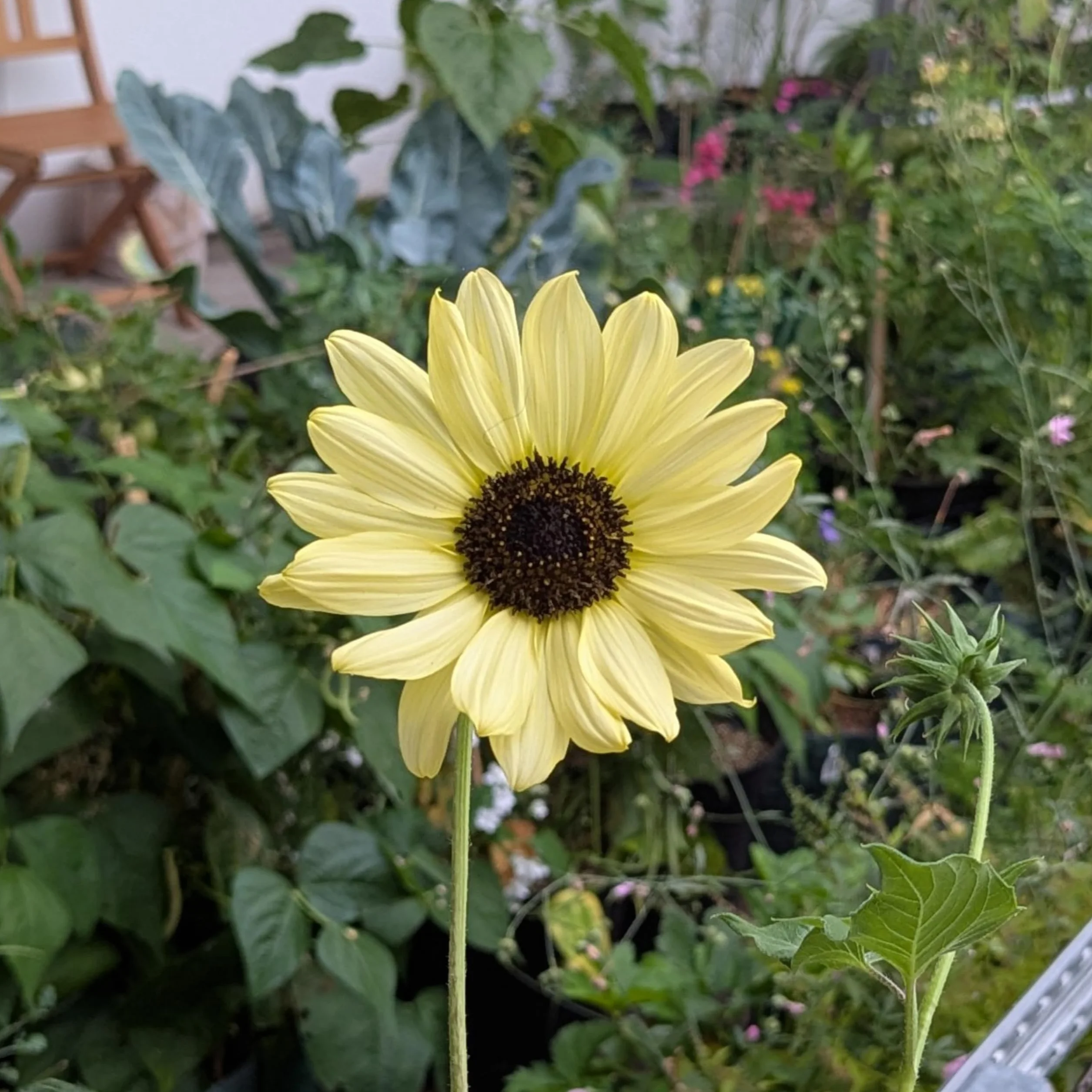 Magic Garden Seeds Nasiona słonecznika 'Vanilla Ice' 120-150 cm