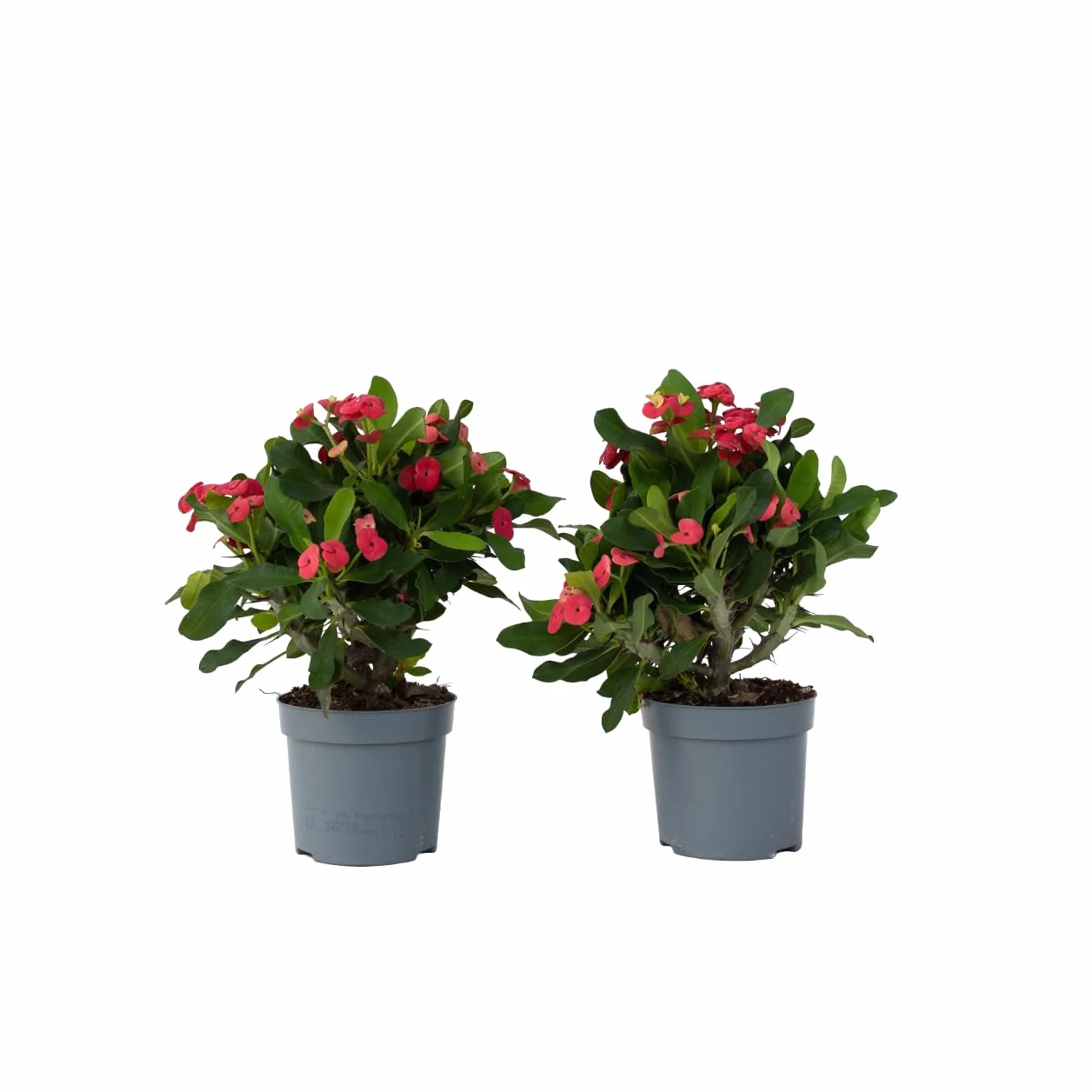 Euphorbia Milii Cierń Chrystusa roślina doniczkowa soczysty ⌀ 13 cm wysokość 25-35 cm zestaw 2 szt.