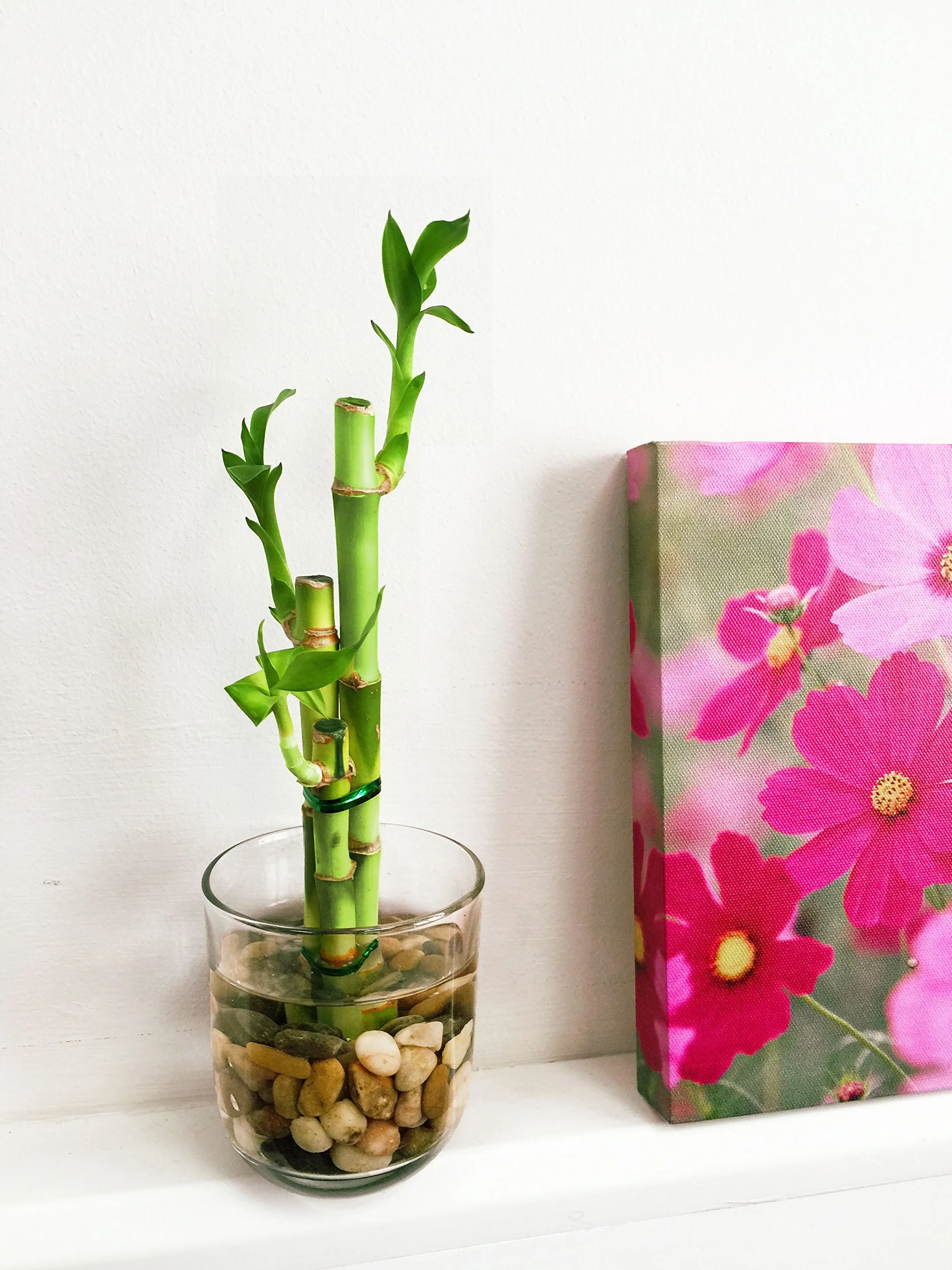 Easy Plants Uaranżowana przynosząca szczęście roślina bambusowa w okrągłym szklanym wazonie z żwirkami - domowe bonsai do Feng Shui