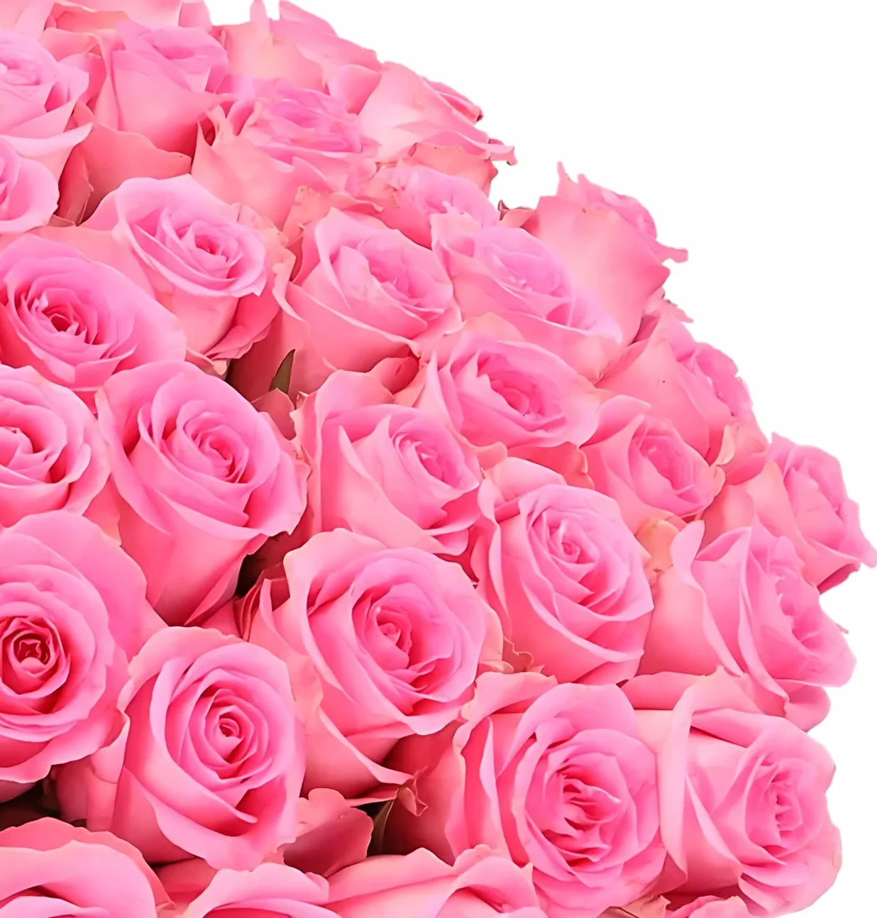 Blume Ideal Rosenstrauß - 20 Rosen - Pink - Ø 40-50 cm - Premium Blumen für Hochzeit & Deko - 7 Tage FrischeGwarancja - in verschiedenen Farben und Mengen