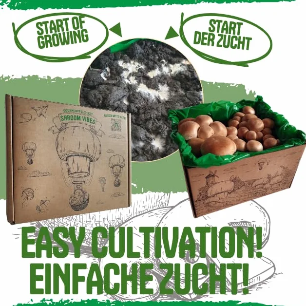 Zestaw do uprawy grzybów brązowych pieczarek z podłożem i instrukcją