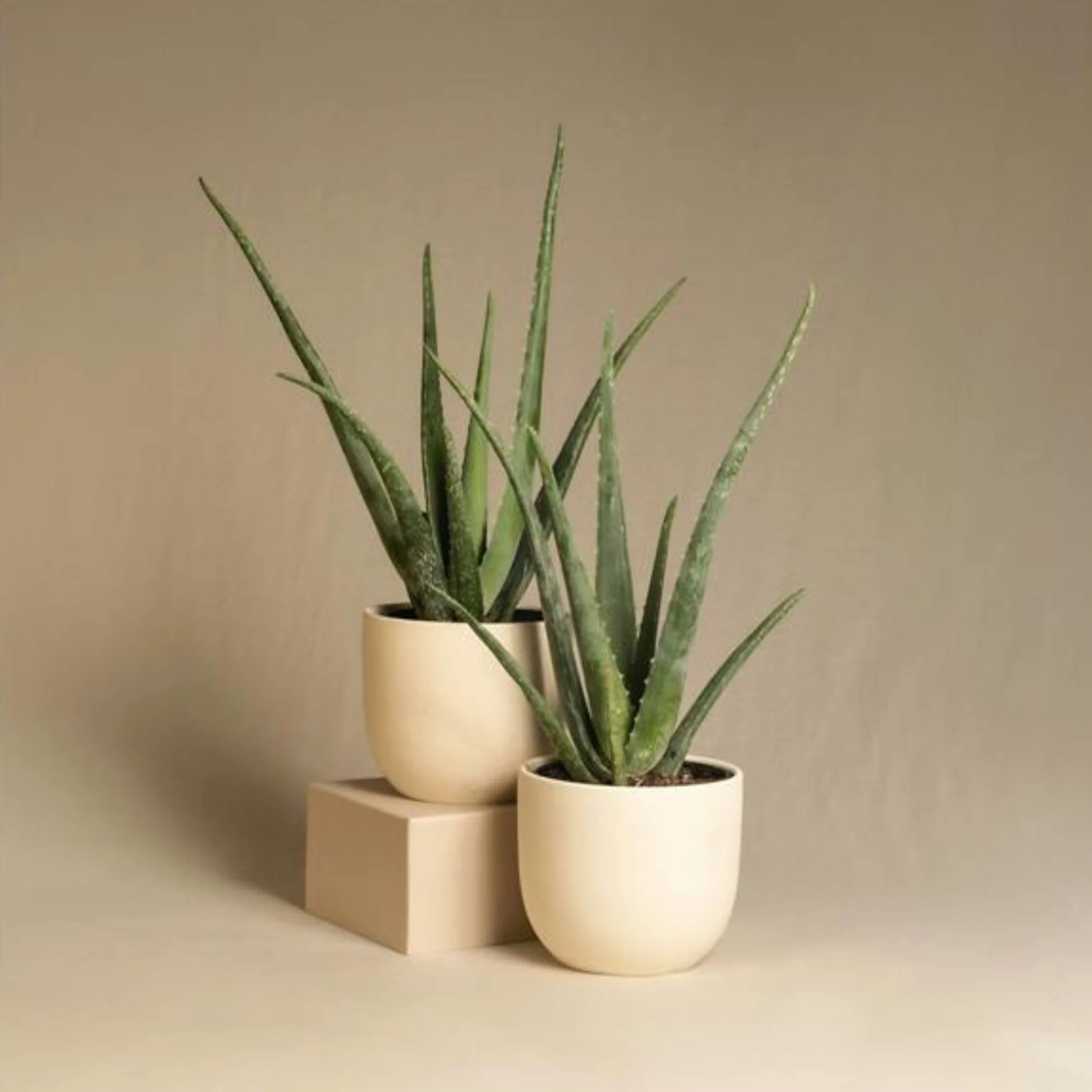 Aloes Aloe Vera Zestaw 4 sztuk Doniczka 10cm Wysokość 20-30cm