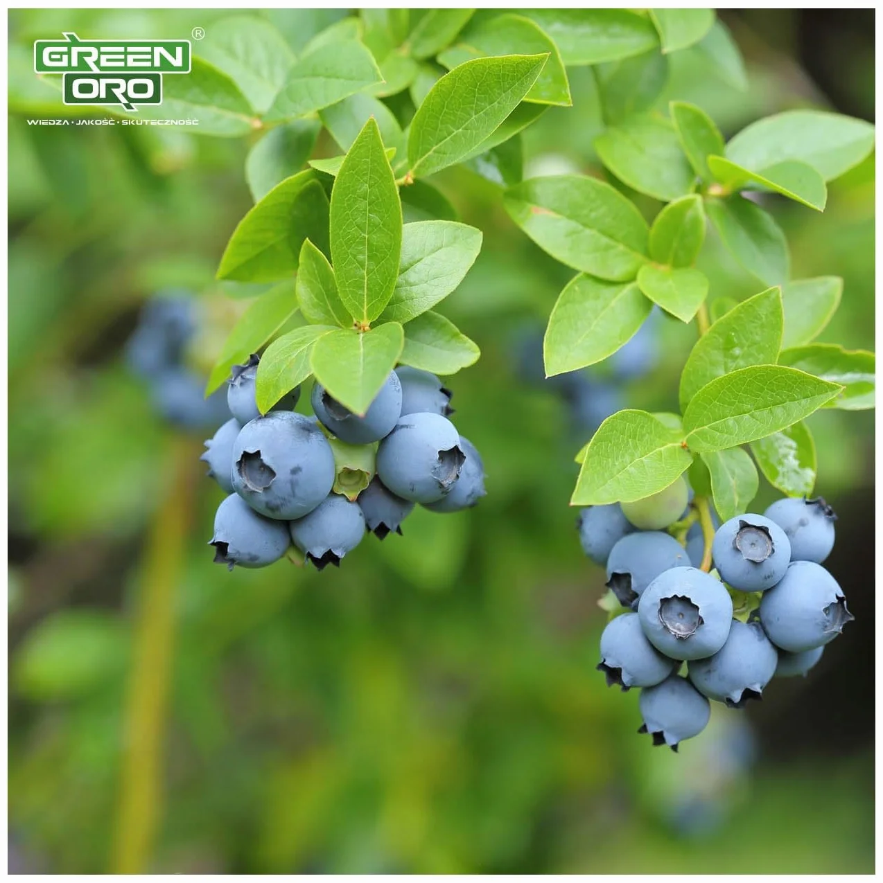 ORO BILBERRY 5KG Nawóz do borówek i roślin kwasolubnych