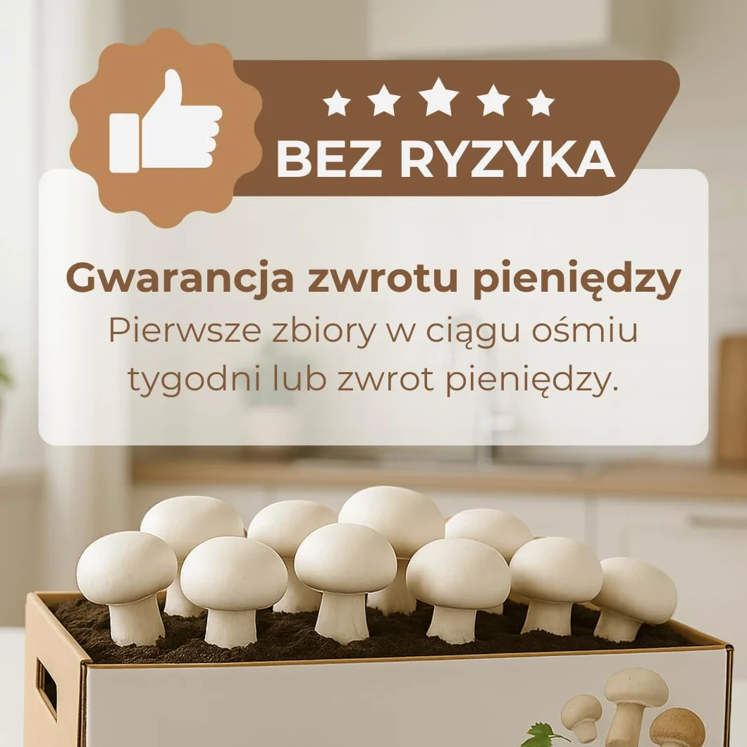 Hawlik Pilzbrut Grzybnia Duży zestaw do uprawy grzybów białych