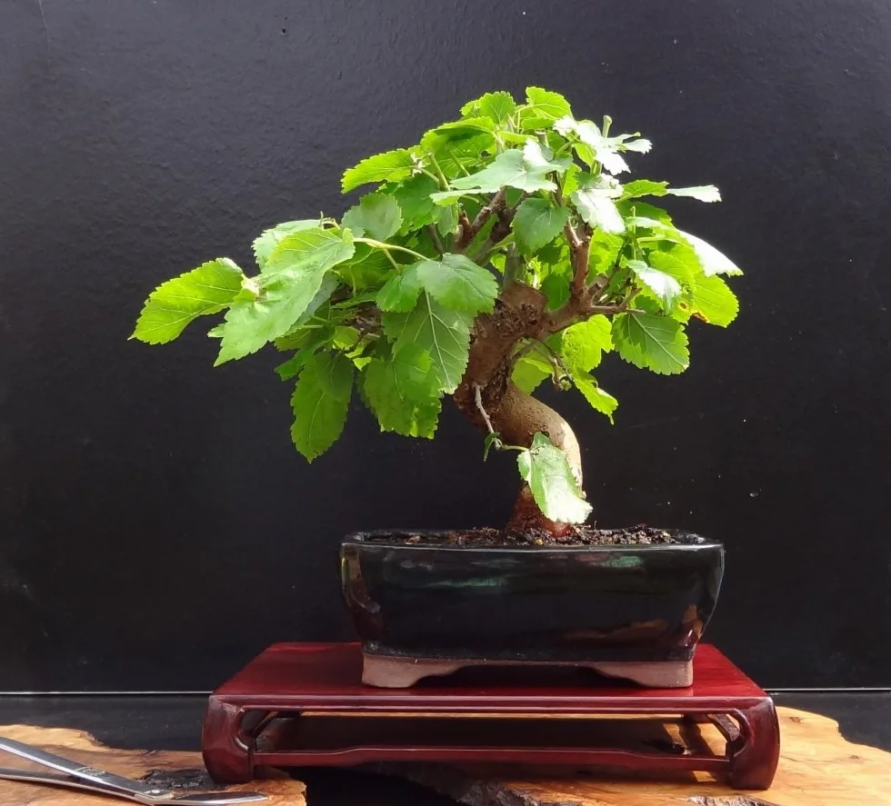 SAFLAX Bonsai Drzewo Morwy Białej 200 Nasiona Morus alba