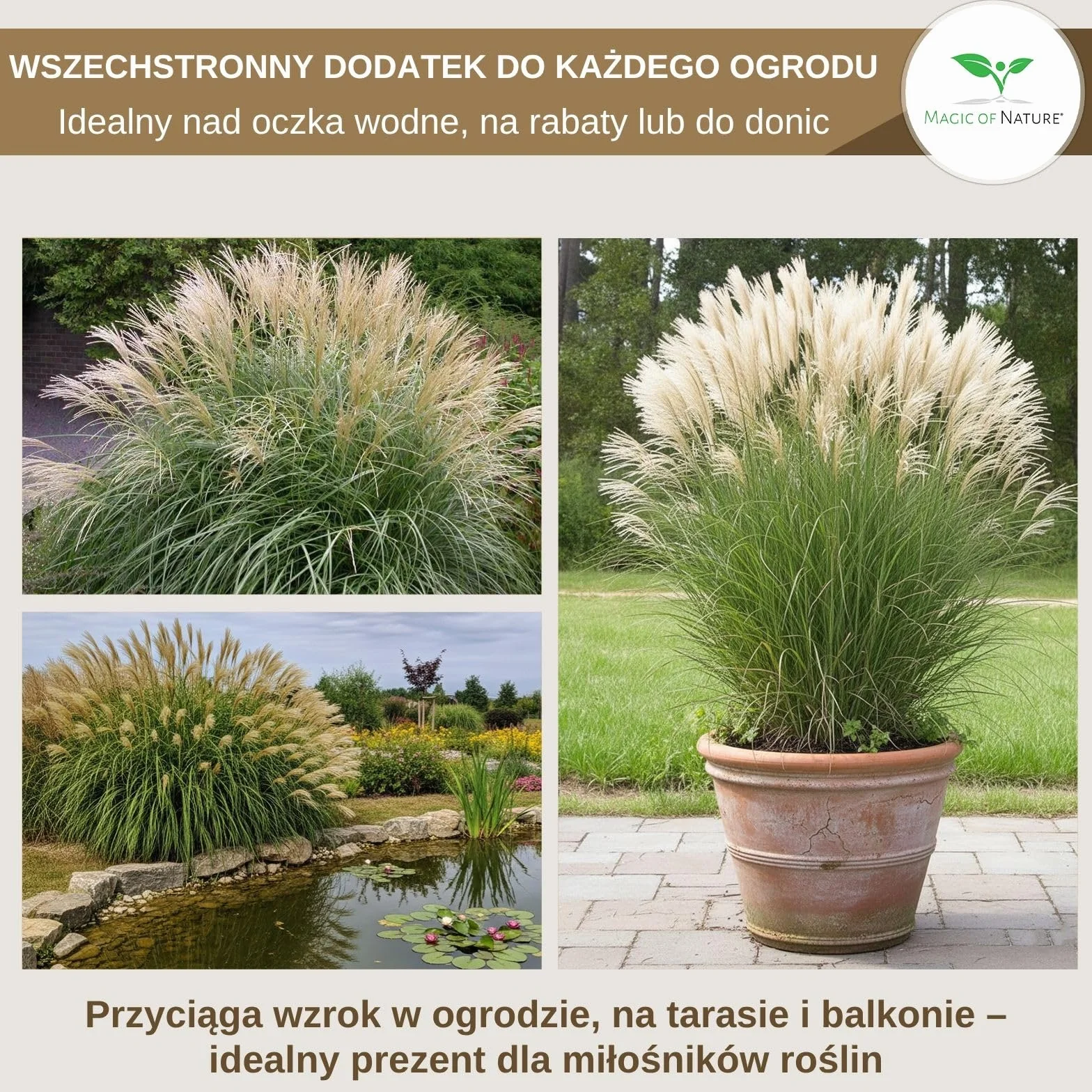 Magic of Nature Nasiona Miskanta Olbrzymiego - ok. 100 szt. - sinensis Srebrzyste Pióra - Trawa Ozdobna Mrozoodporna na Żywopłot i do Ogrodu