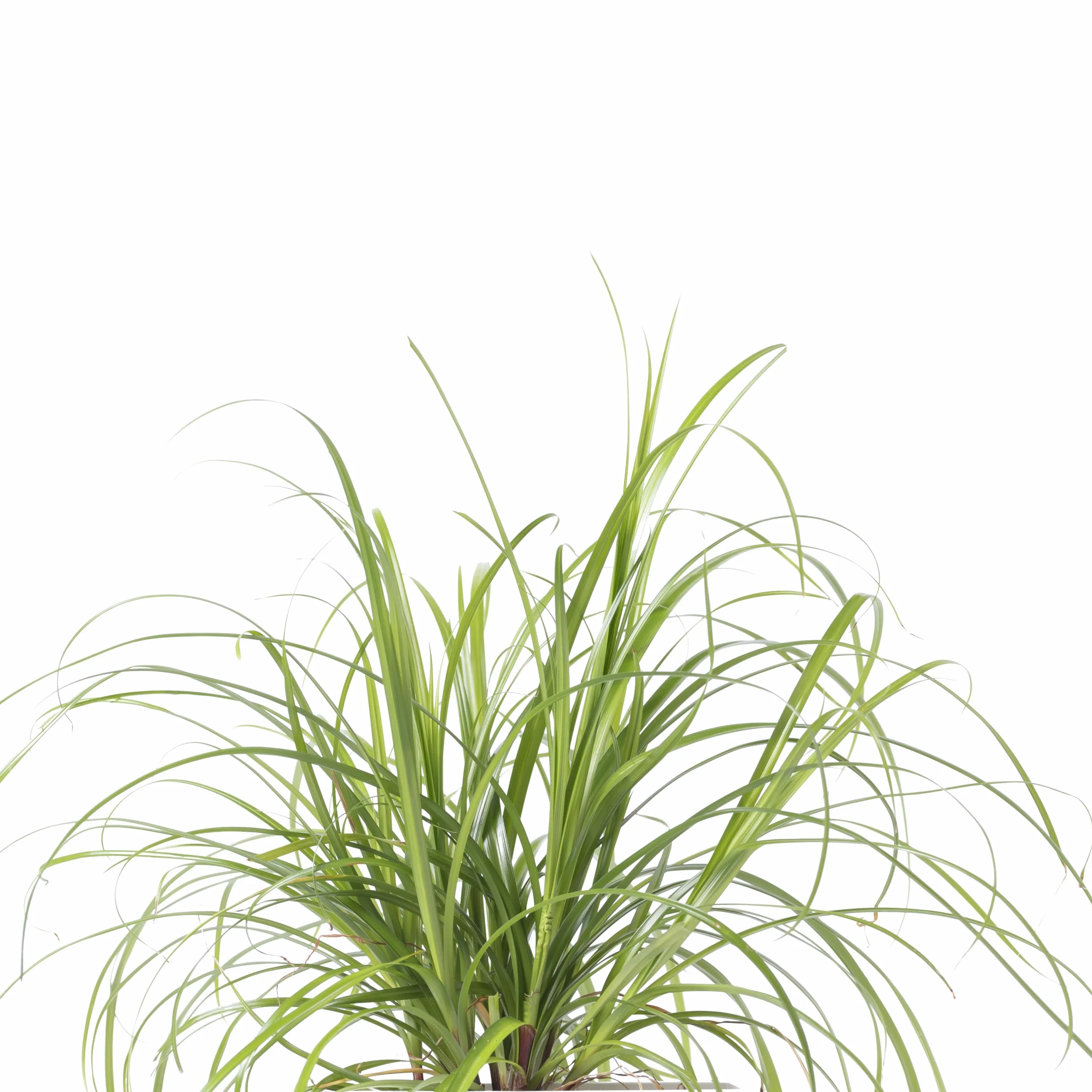 Lingot® Cyperus Cat trawa wypełniacz z nasionami do pomieszczeń