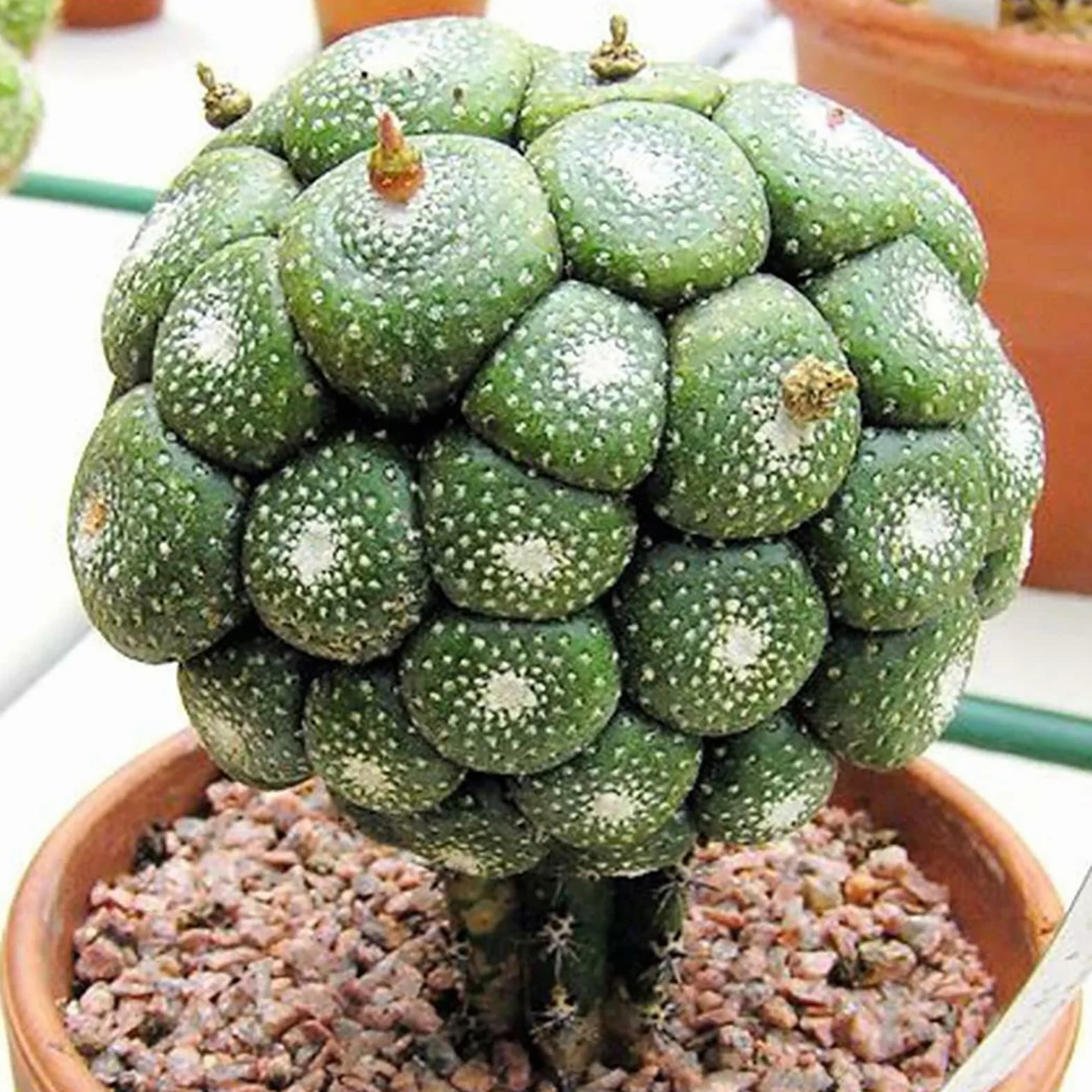 Nasiona kaktusów 100 sztuk Mini Łatwe w uprawie Dekoracyjne Bonsai do szklarni