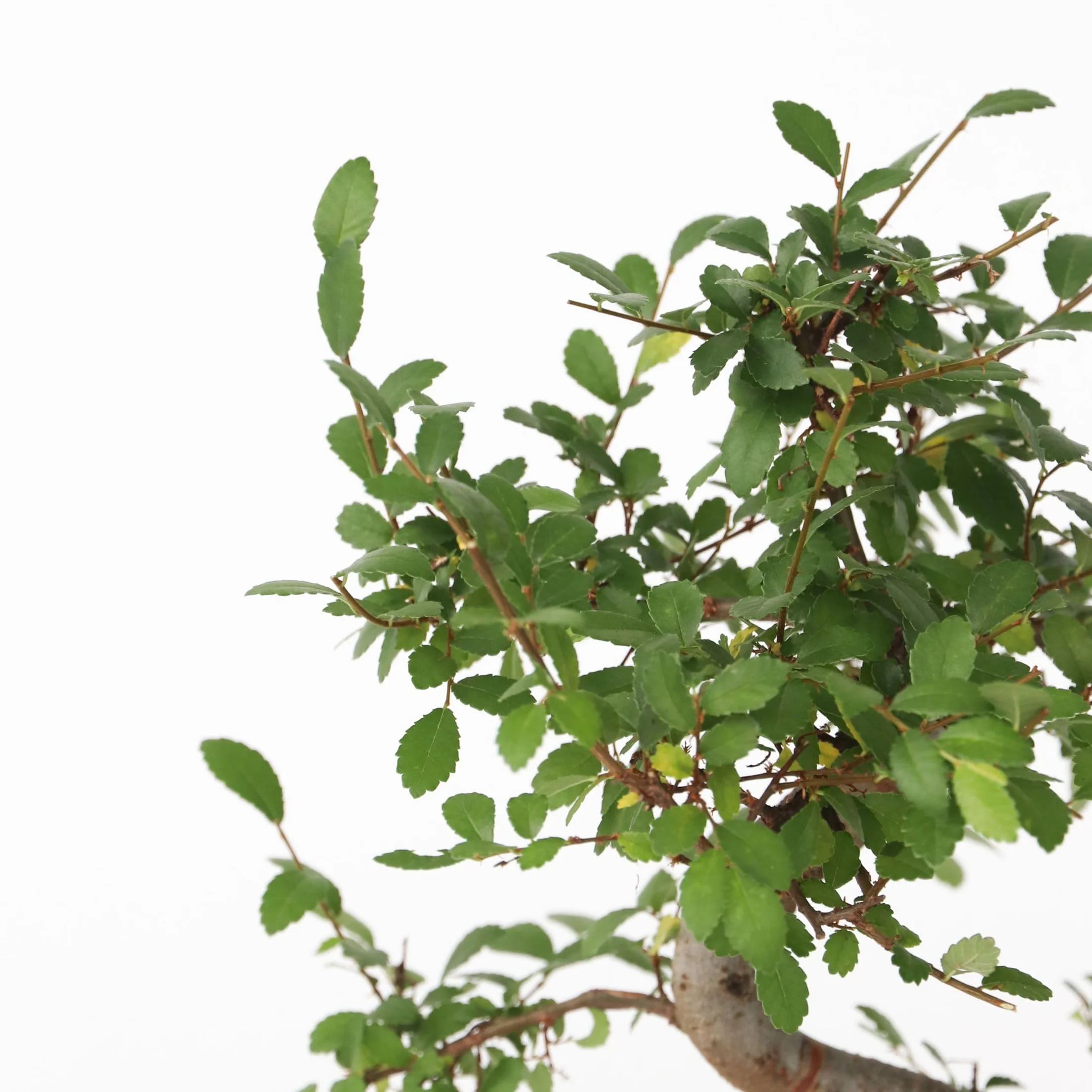 Plant in a Box - Bonsai 'Zelkova' - W kształcie litery S - Wysokość 20-30 cm - Rozmiar doniczki 15cm