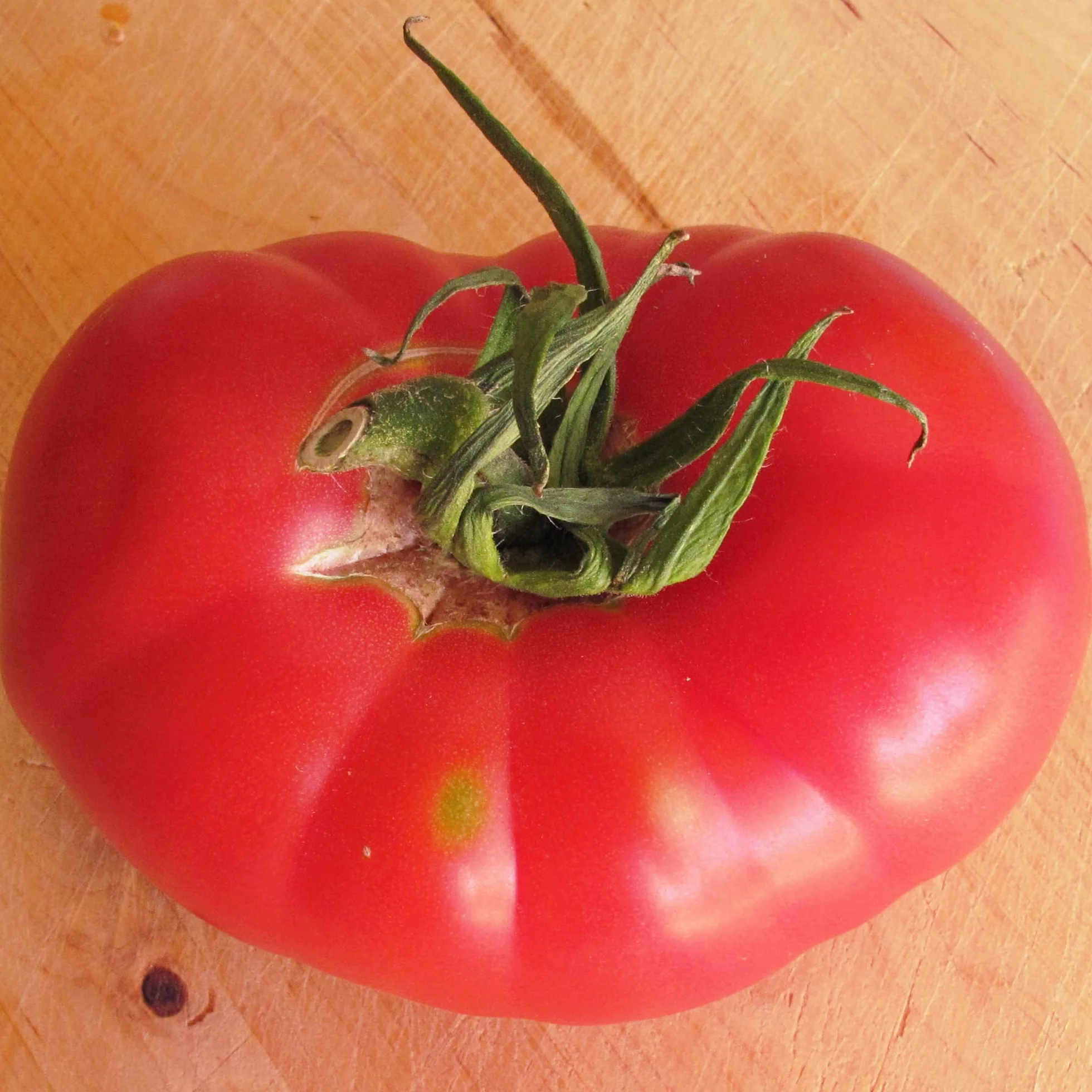 Pomidor różowy 'Berner Rose' (Solanum lycopersicum) 10 nasion, stara odmiana