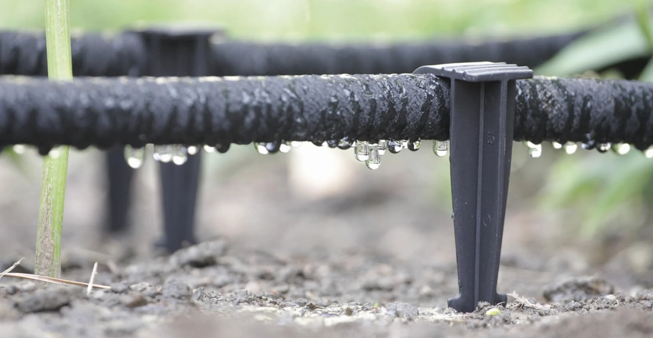GARDENIX opakowanie 50 AquaPEG wąż ogrodowy kotwica uziemienia Spike kotwica montażowa do węża kroplowego Wtyczka węża perłowego widelec