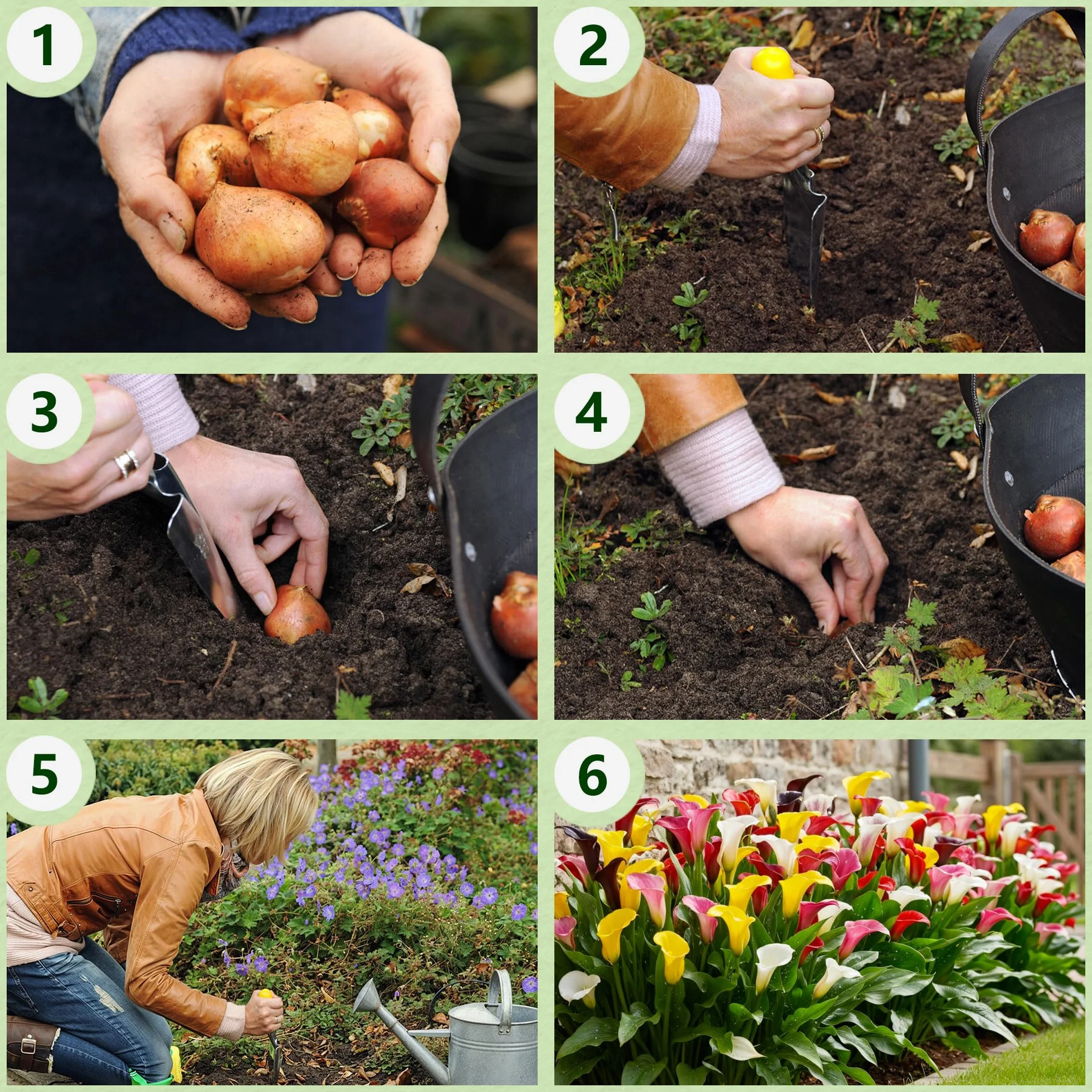 Cebulki żółtej pasji (żółte) Zantedeschia Calla Lily, 5 prawdziwych i dużych cebul, które rodzą więcej niż 5 kwiatów, idealna roślina ogrodowa, kwiatowe z Holandii (bez nasion i nie sztuczne)