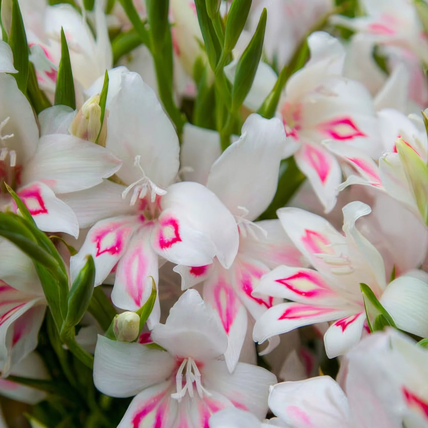 Cebule gladioli Botanisch Nanus Collection (50 cebulek kwiatowych) | ekskluzywna mieszanka roślin z Holandii | 7 odmian/kolorów | dekoracja do ogrodu, na balkon (bez nasion, nie