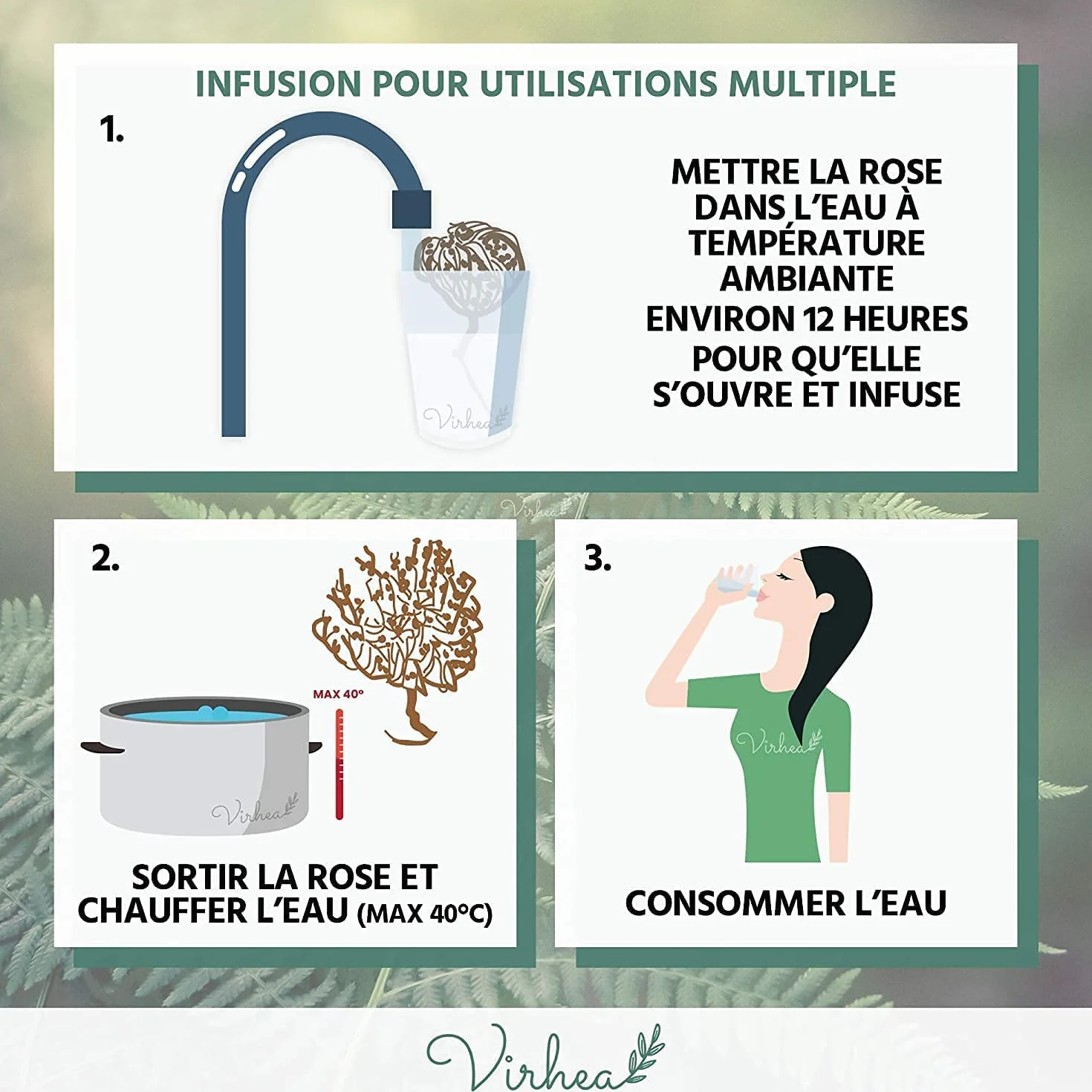 Rose de Jericho Chajarat Mariam x8 - Roślina promująca płodność