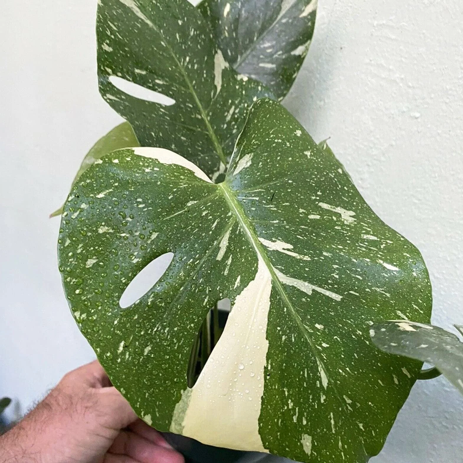 Nasiona Monstera Deliciosa 30 szt. Szybko rosnące Odporne na suszę Wysoka przeżywalność Łatwe kiełkowanie
