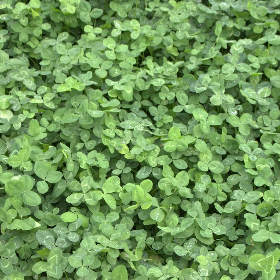 Nasiona trawników Koniczyna karłowa Trifolium repens 200g 50m²