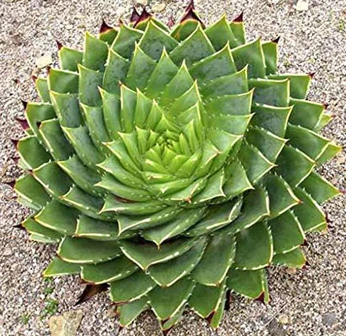 Portal Cool Aloe Polyphylla - 5 pół-spiralny sukulent aloesowy
