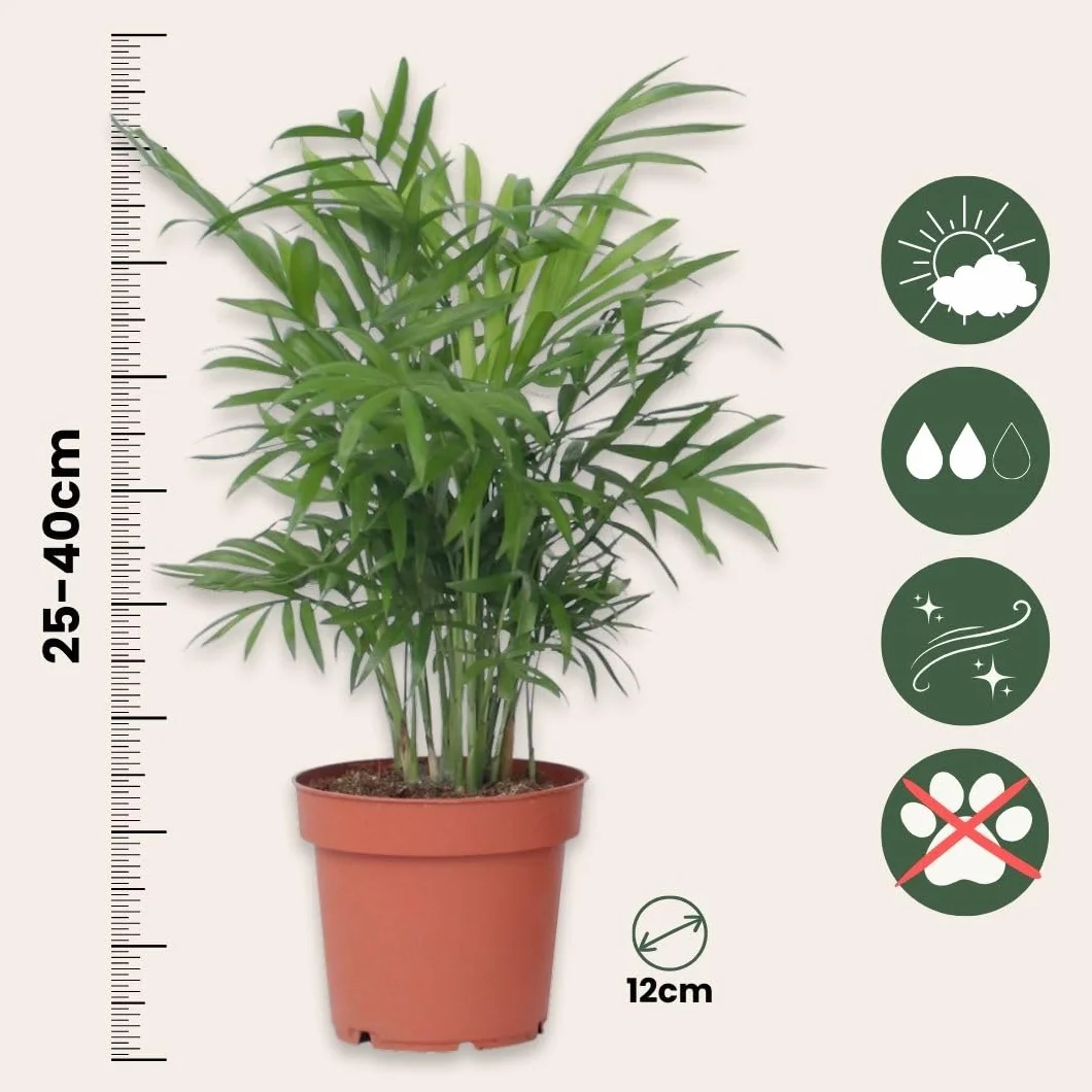 Zestaw 4 roślin domowych łatwych w pielęgnacji - Doniczka 12cm - Wysokość 25-40cm