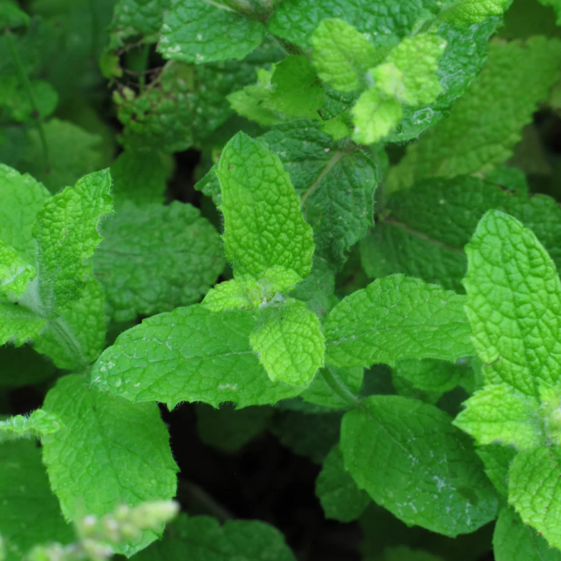 Mięta okrągłolistna jabłkowa Mentha suaveolens 1000 nasion