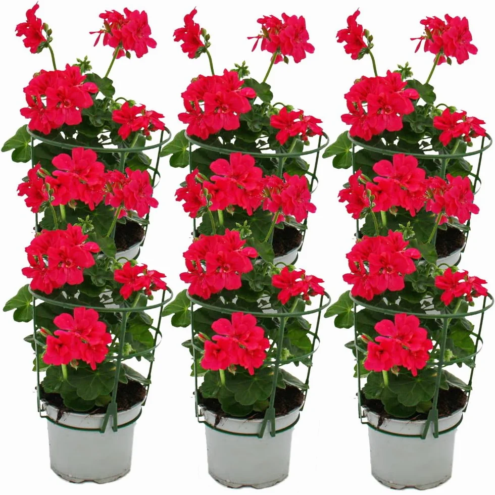 Pelargonium peltatum wisząca doniczka 12 cm zestaw 6 różowa