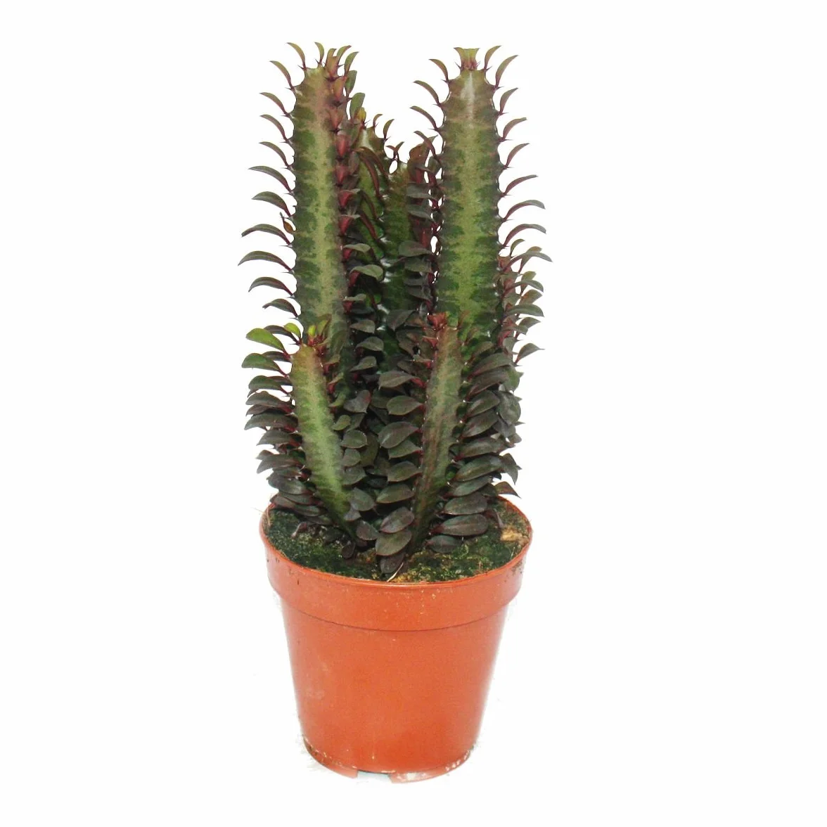 Exotenherz - Euphorbia trigona rubra – średnia roślina w doniczce 12 cm