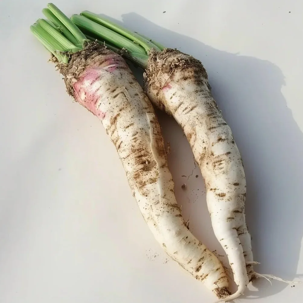Nasiona chrzanu polnego 150 sztuk - SemiSauvage Permaculture