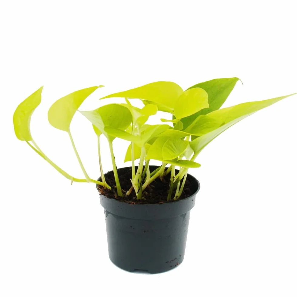 Epipremnum Golden Pothos Scindapsus doniczka 12 cm roślina pokojowa