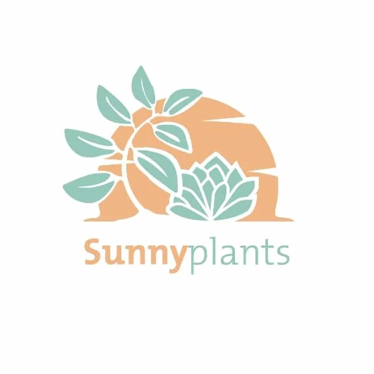 SUNNYPLANTS Haworthia cooperi truncata Haworthia obtusa sadzonki sukulenty
