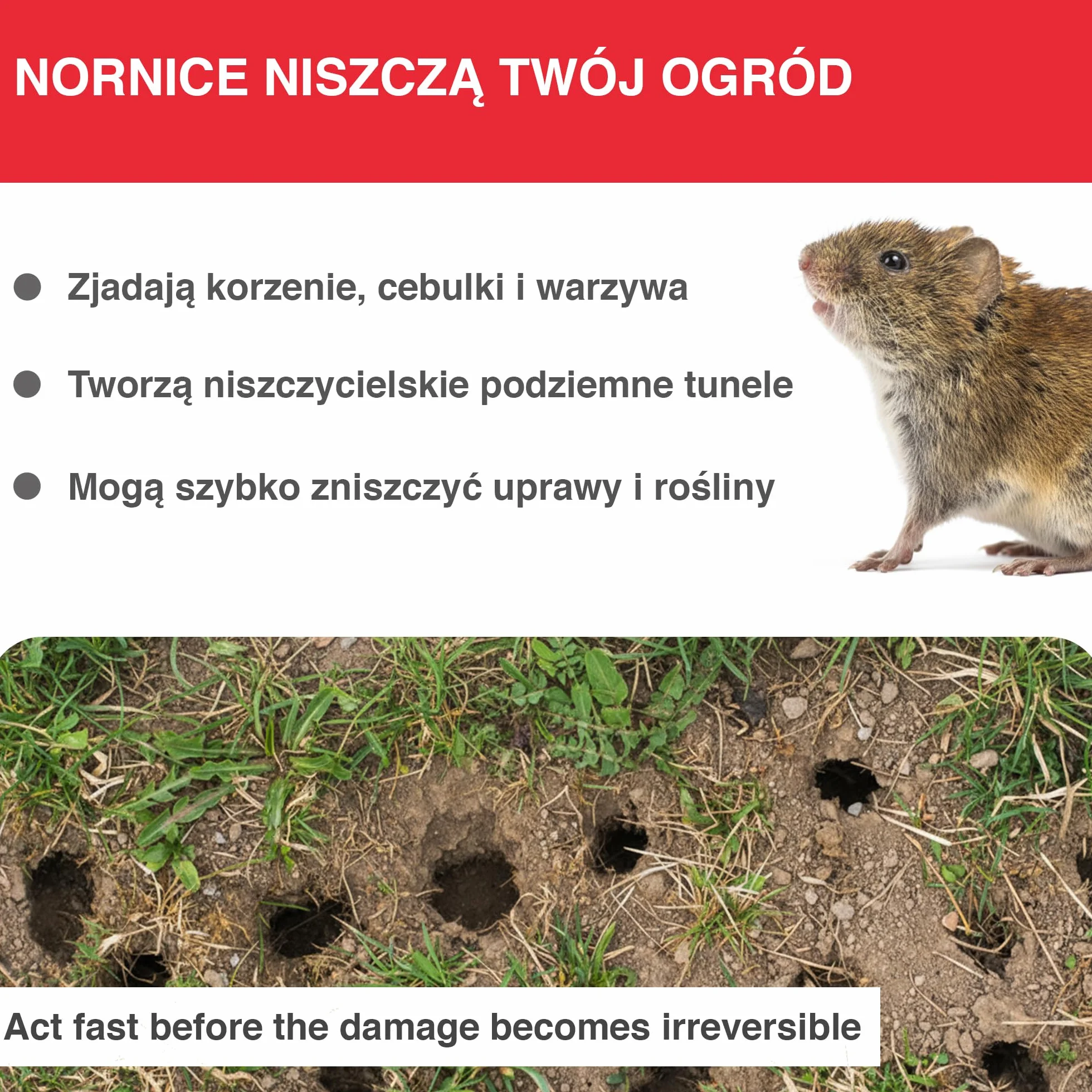 SWISSINNO Pułapka na Nornice PRO SuperCat – Tunelowa Zatrzaskowa, Wielokrotnego Użytku, 1 Sztuka