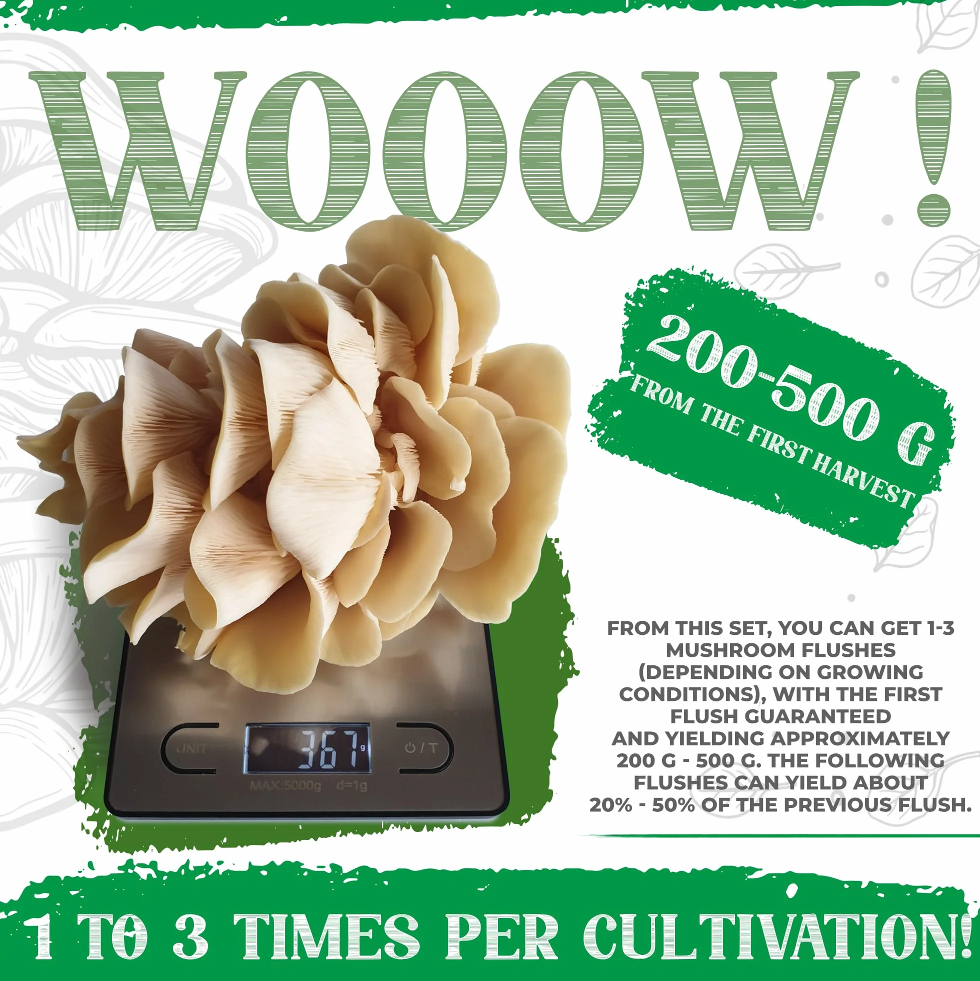 Zestaw do uprawy boczniaków cytrynowych | Łatwa hodowla domowa | Grzyby gourmet bogate w składniki odżywcze i niskokaloryczne | Subtelny cytrusowy aromat | Świeże zbiory w kilka tygodni