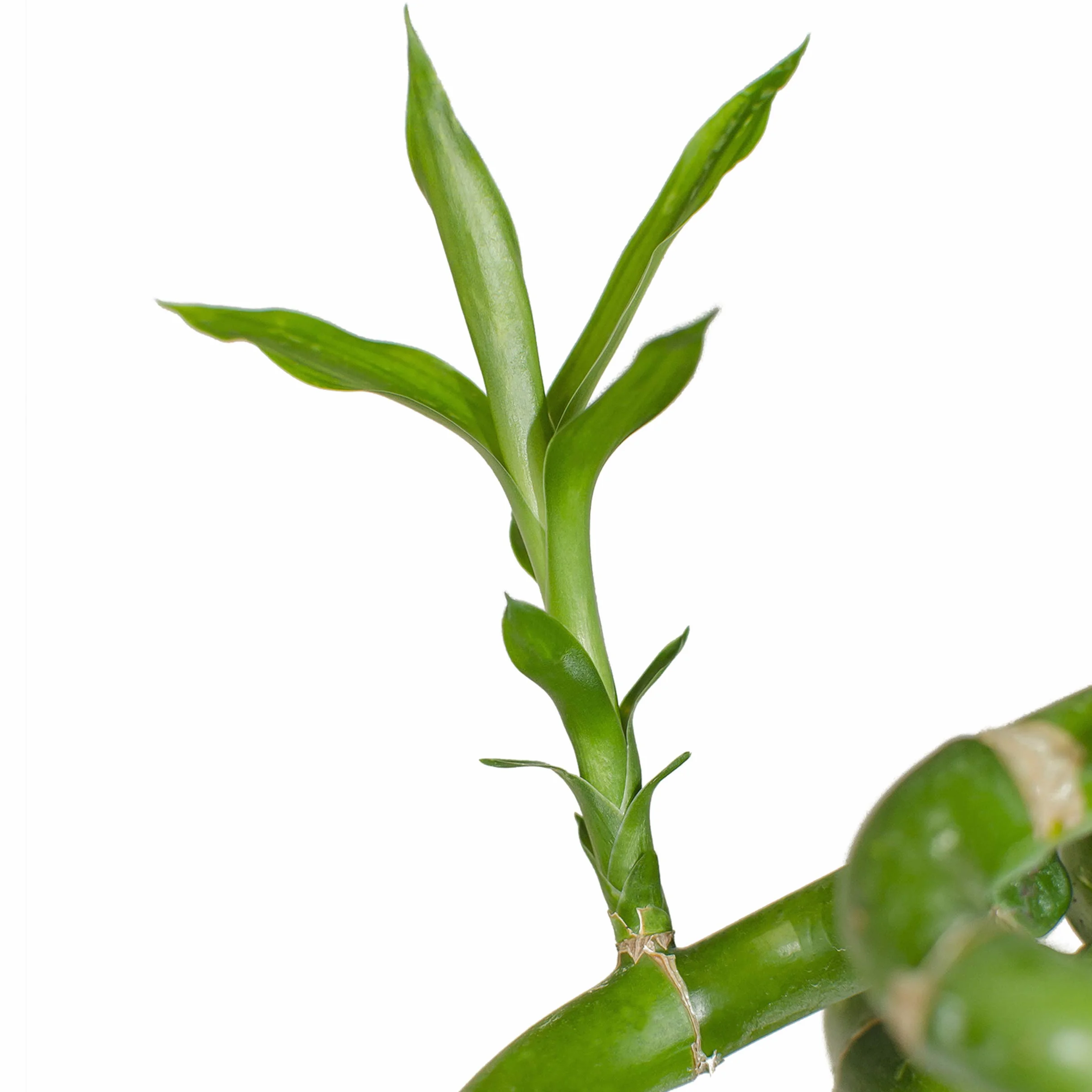 Bambus szczęścia Lucky Bamboo 50 cm spirala Dracaena sanderiana roślina pokojowa
