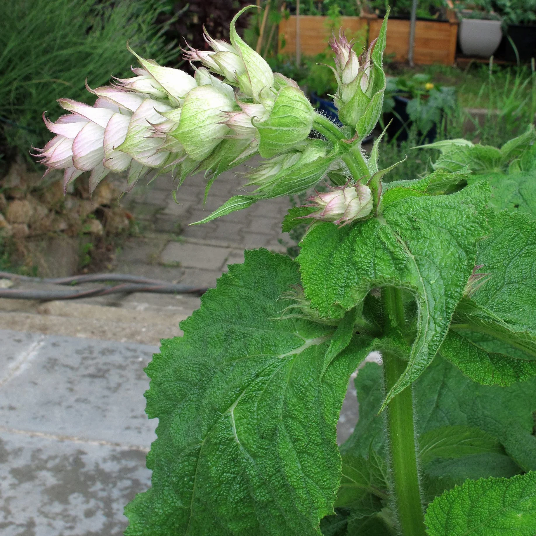 Szałwia muszkatołowa (Salvia sclarea) - ok. 100 nasion