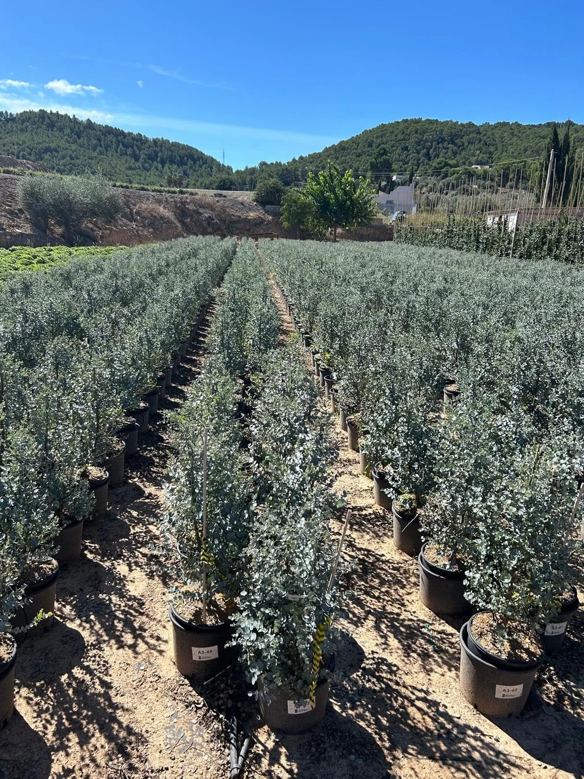 Eucalyptus Gunnii Azura drzewo mrozoodporne 90 cm srebrzysto-zielone liście