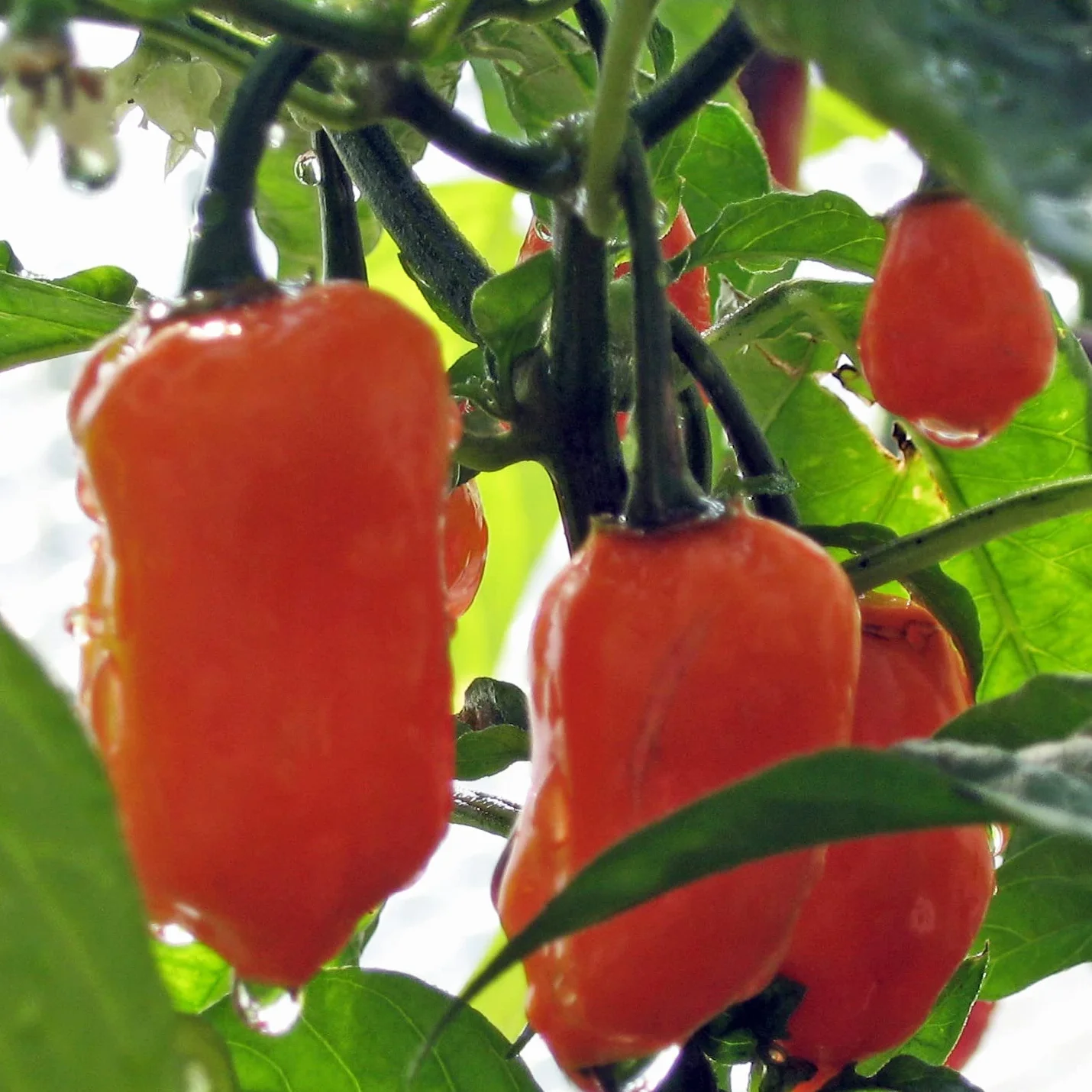 Chili Habanero (Capsicum chinense) - ok. 10 nasion