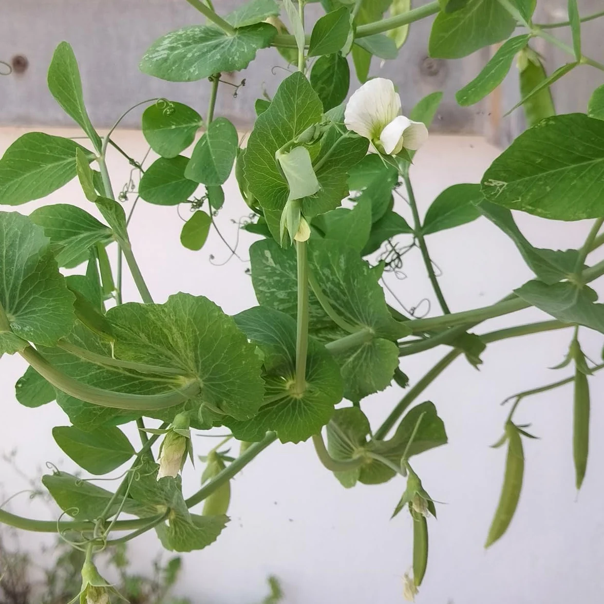 Groszek siewny 'Delikett' (Pisum sativum) ok. 50 nasion Groszek siewny