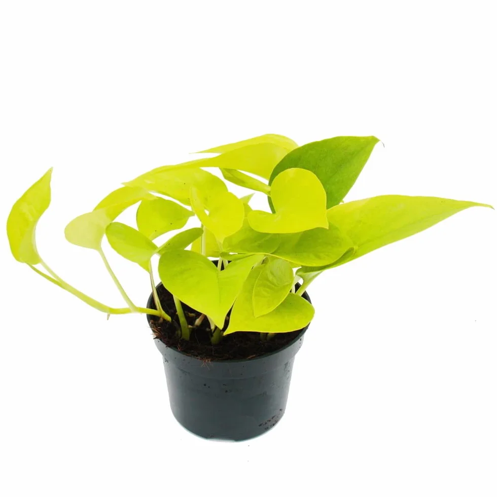 Epipremnum Golden Pothos Scindapsus doniczka 12 cm roślina pokojowa