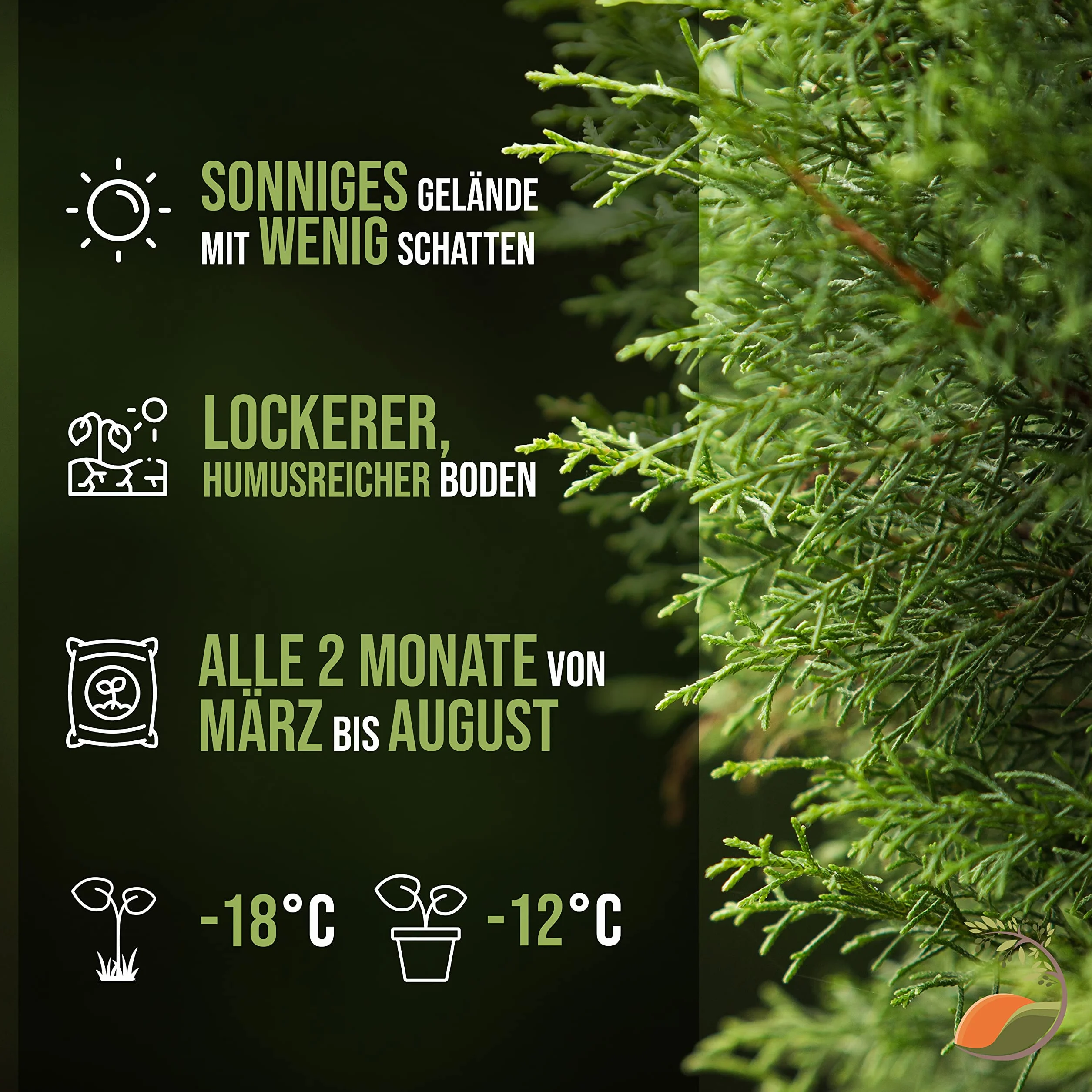 Cupressus Sempervirens włoski cyprys 170 cm, smukły zimozielony cyprys do ogrodu