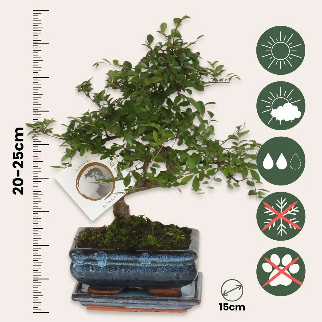 Plant in a Box - Bonsai 'Zelkova' - W kształcie litery S - Wysokość 20-30 cm - Rozmiar doniczki 15cm