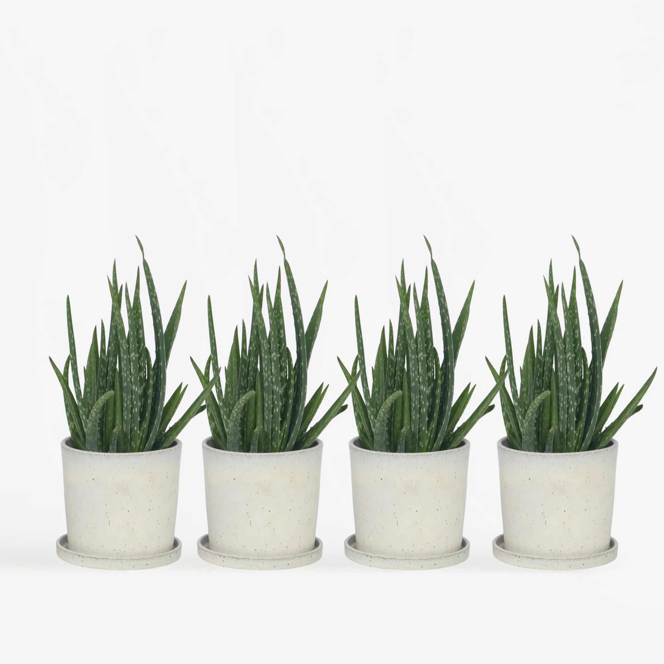 Aloes Aloe Vera Zestaw 4 sztuk Doniczka 10cm Wysokość 20-30cm