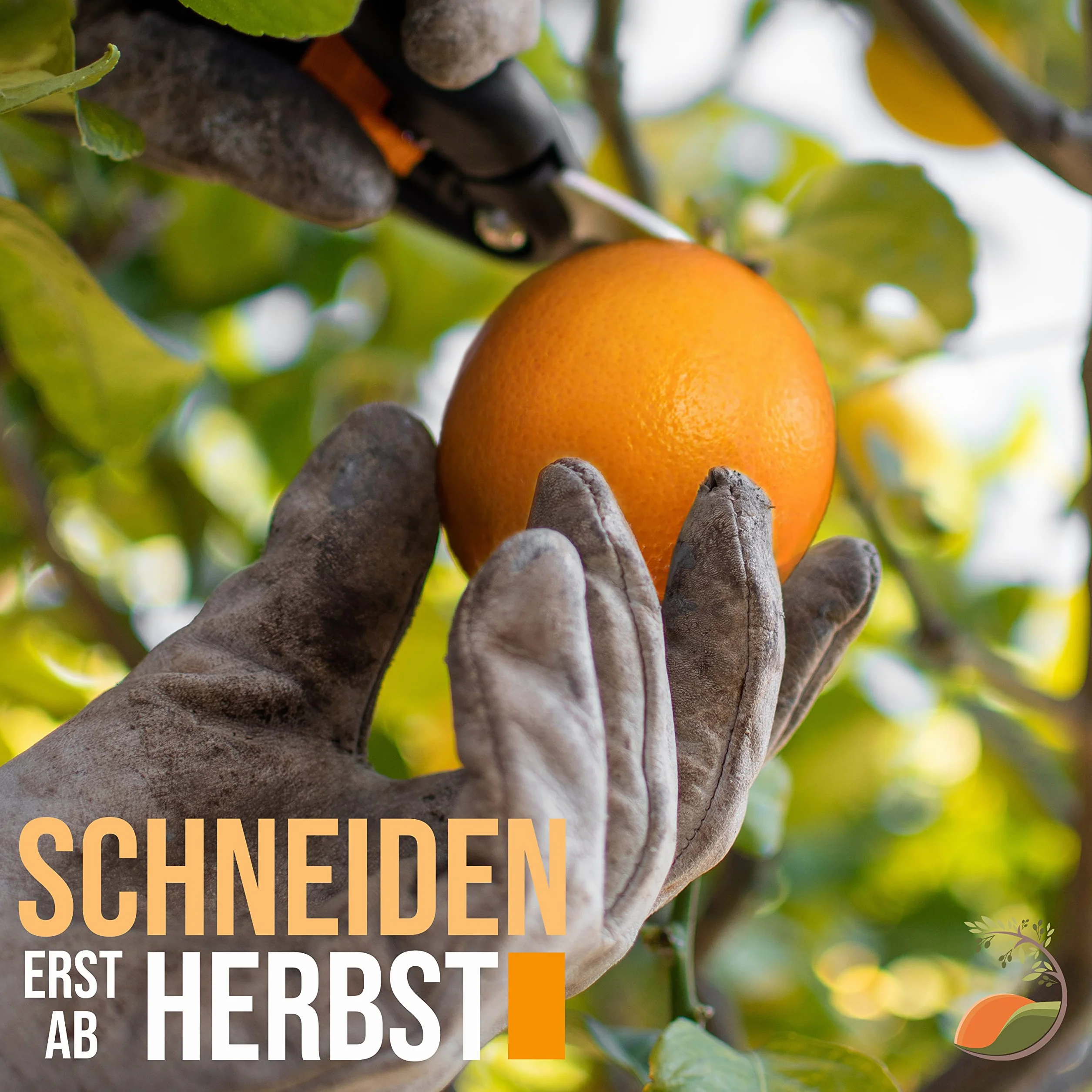 TropicTrees Drzewko pomarańczowe Citrus Sinensis 160 cm obwód pnia 8-10 cm