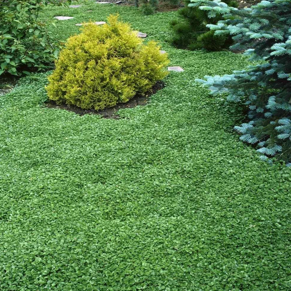 Dichondra Repens Nasiona Trawnika 900g 90m² Origin USA Odporne Dekoracyjne