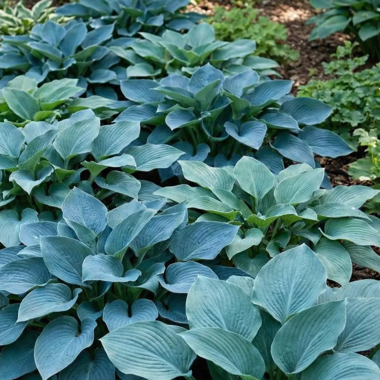 Hosta Blue Collection 5 odmian duże byliny z gołymi korzeniami