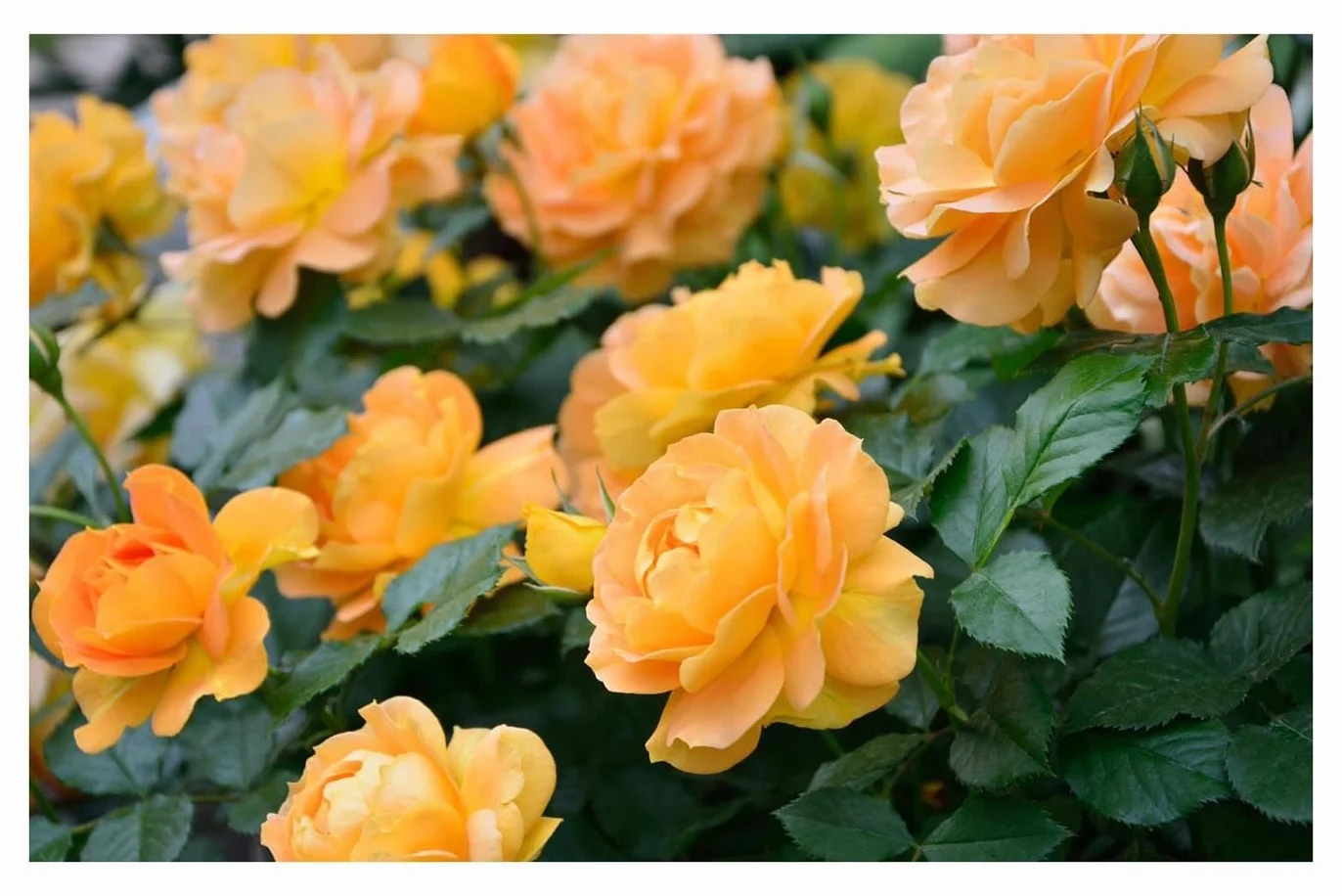 FLOWERS AKI 1,5KG - Jesienny nawóz idealny dla róż, kwiatów i roślin ozdobnych.