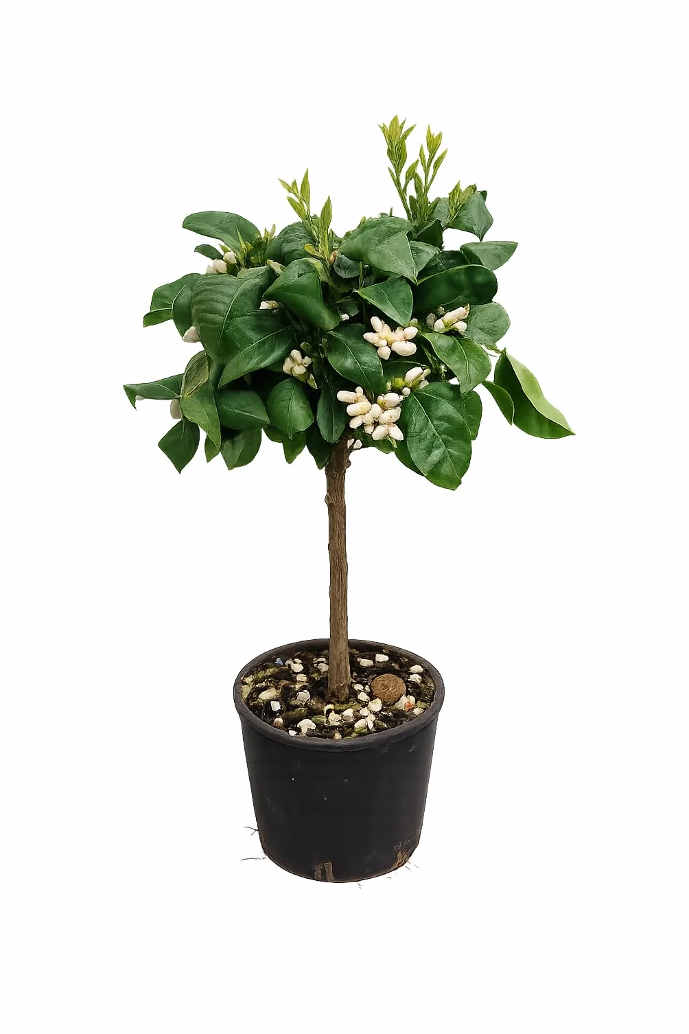 Drzewko pomarańczowe Arcobal 80-100 cm - Citrus Sinensis 'Arcobal' - tęczowa pomarańcza