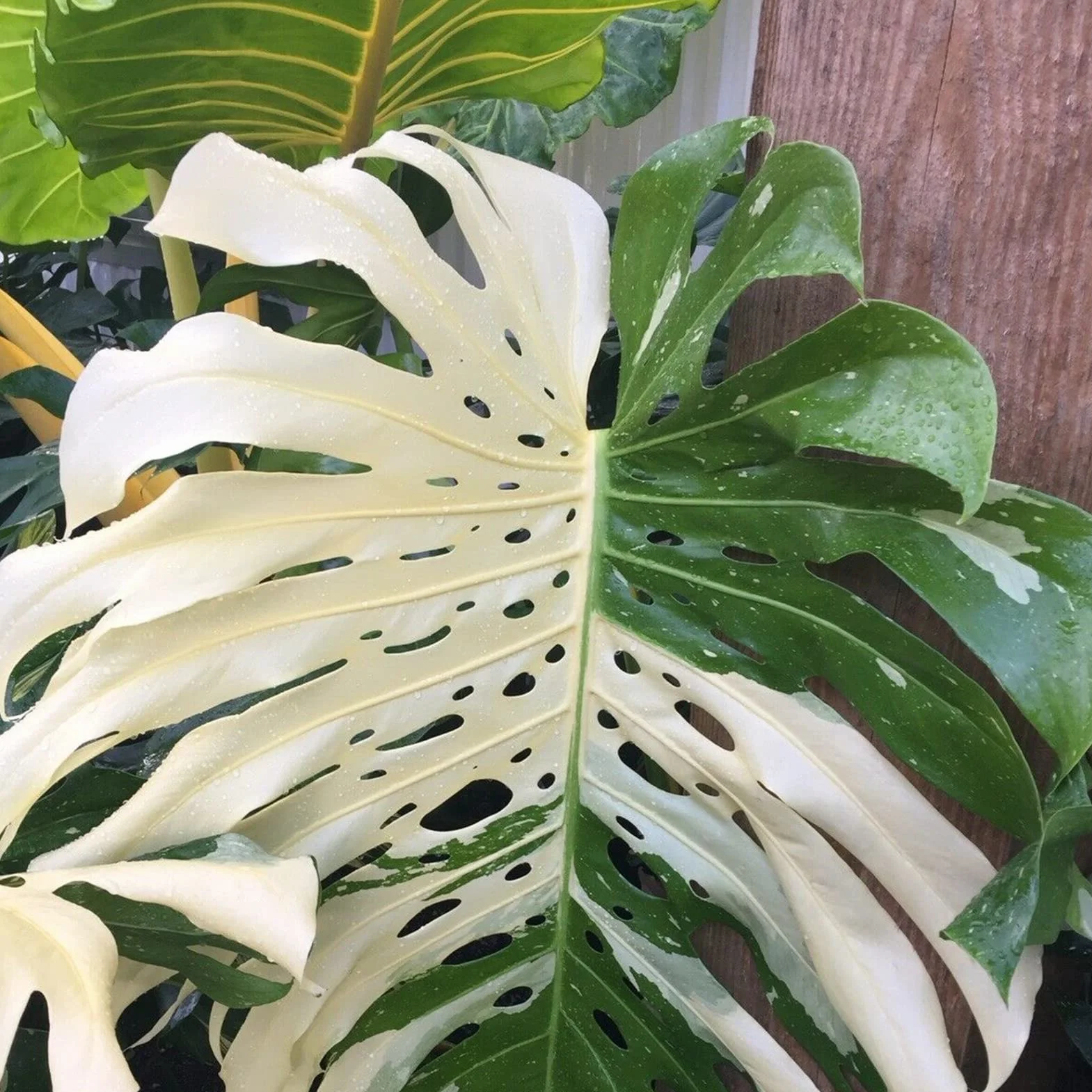 Nasiona Monstera Deliciosa 30 szt. Szybko rosnące Odporne na suszę Wysoka przeżywalność Łatwe kiełkowanie