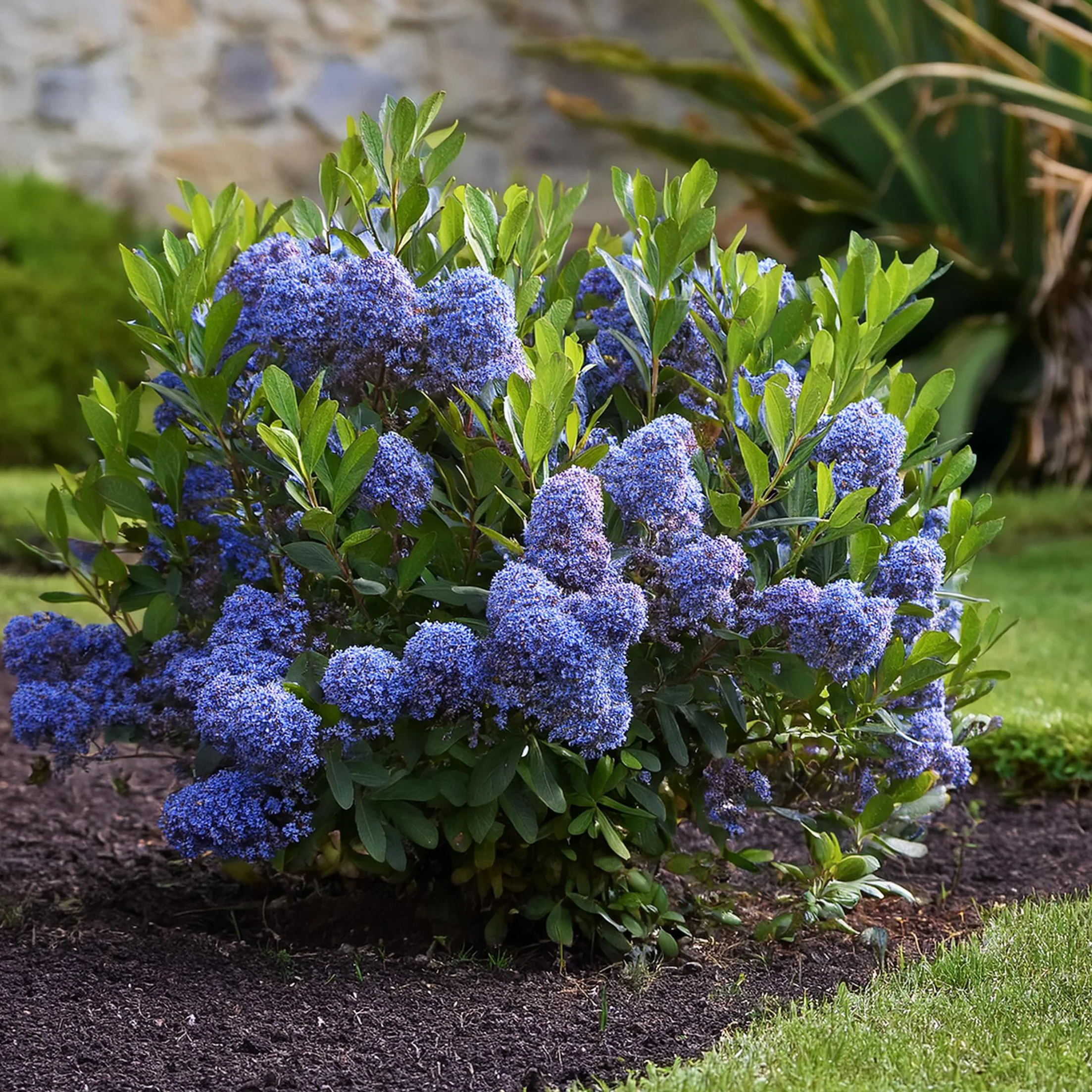 Ceanothus Prusznik Krzew ogrodowy Doniczka 17cm Wysokość 60-70cm
