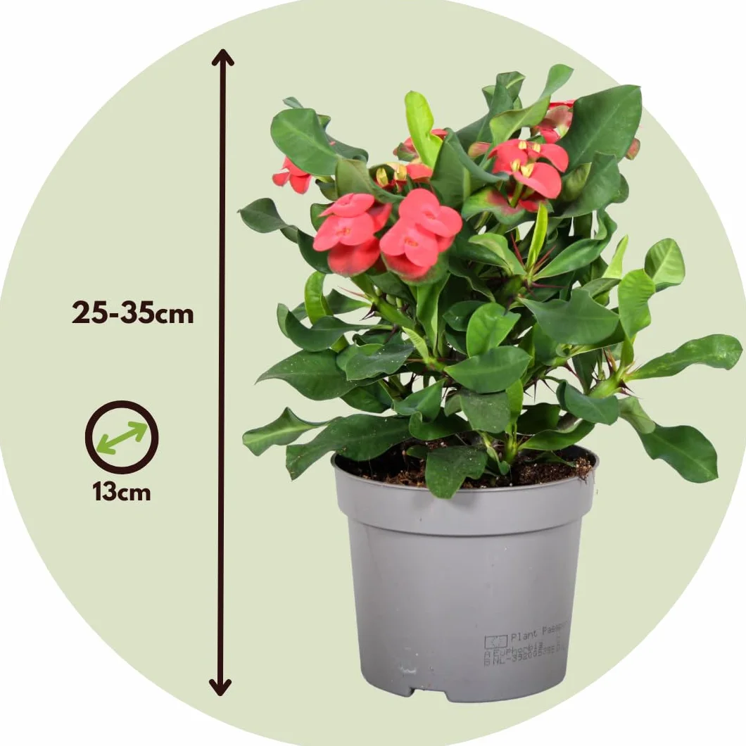 Euphorbia Milii Cierń Chrystusa roślina doniczkowa soczysty ⌀ 13 cm wysokość 25-35 cm zestaw 2 szt.