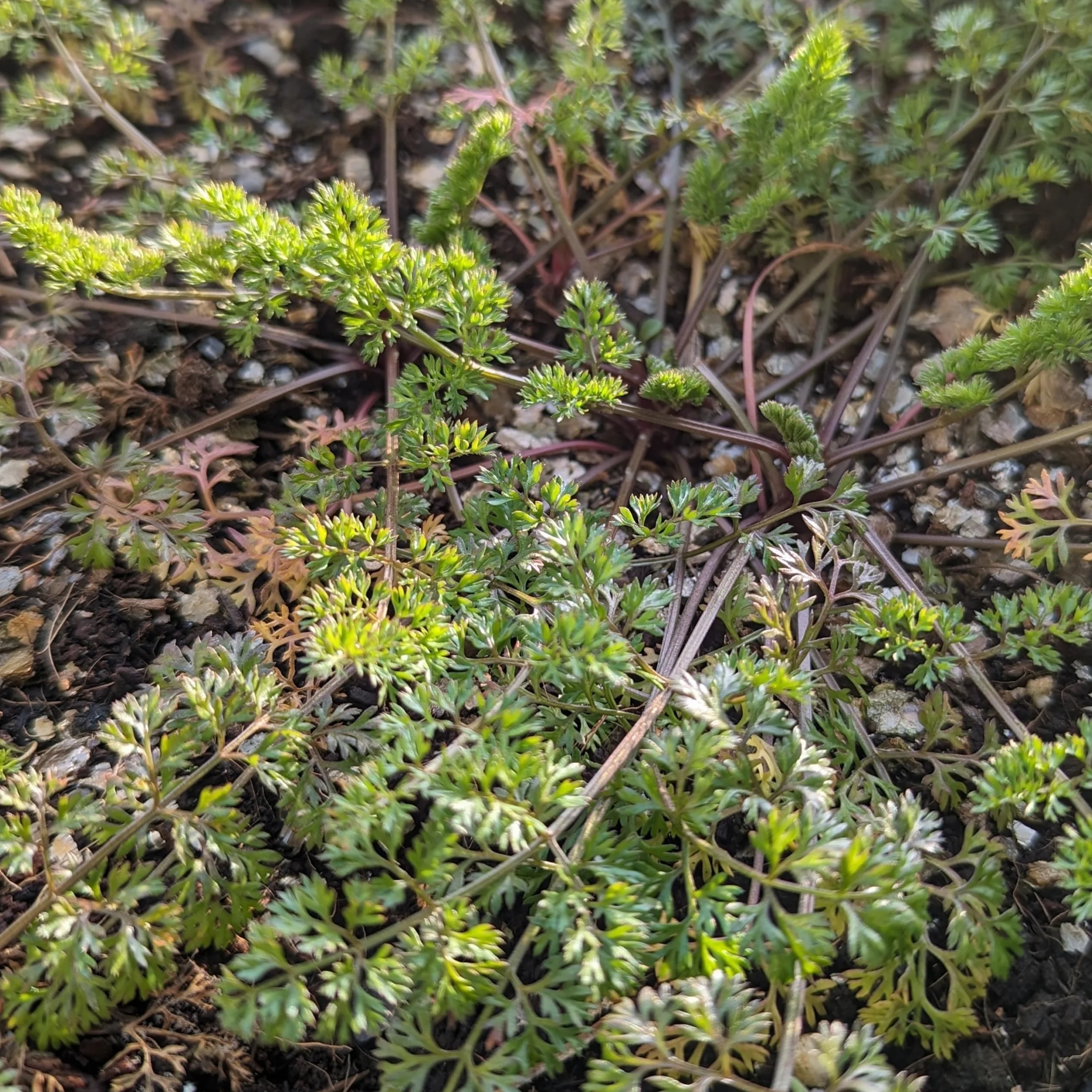 Grzebienka Wenus (Scandix pecten-veneris) Nasiona - dziko rosnąca roślina jednoroczna